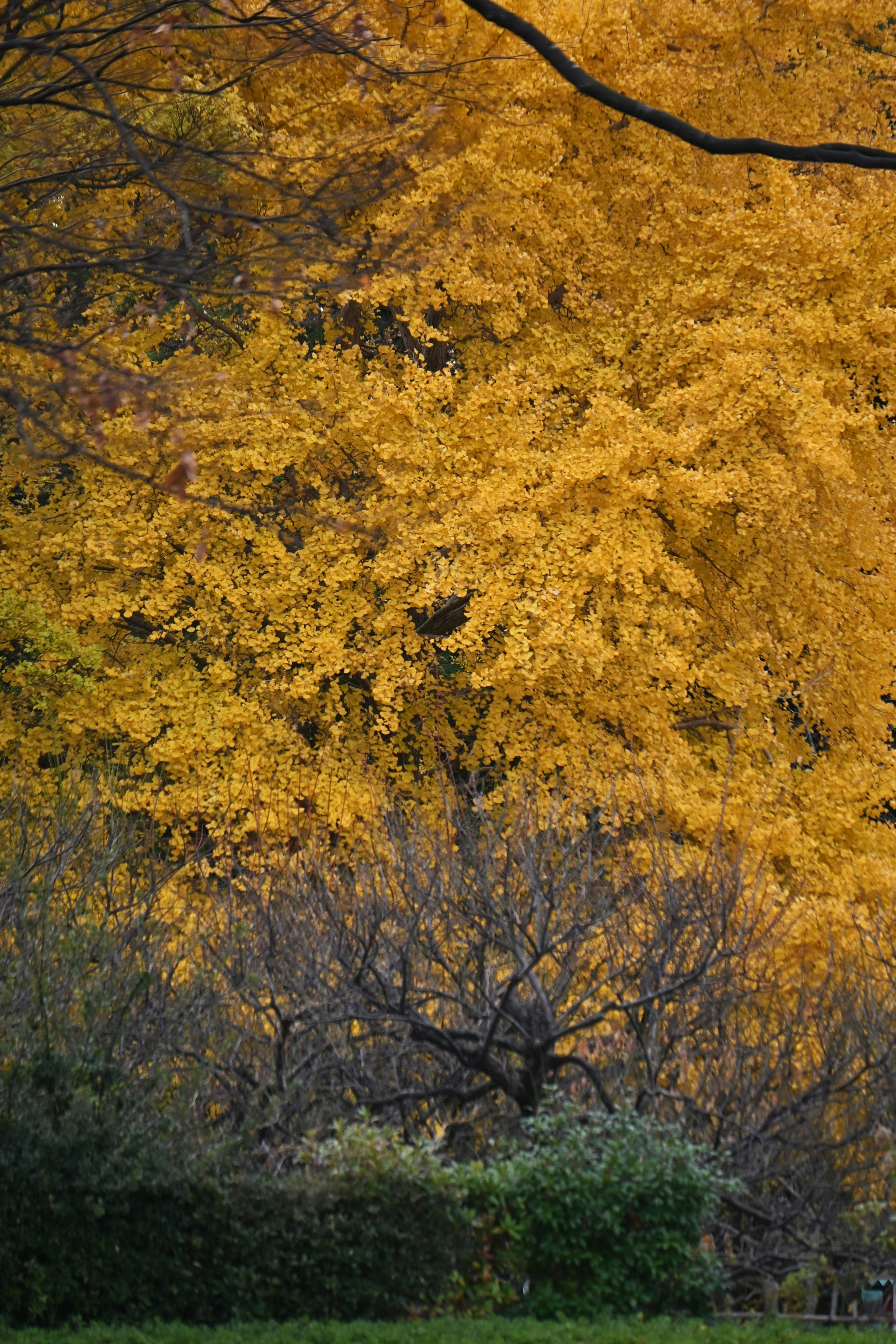 Hojas de ginkgo doradas en las ramas