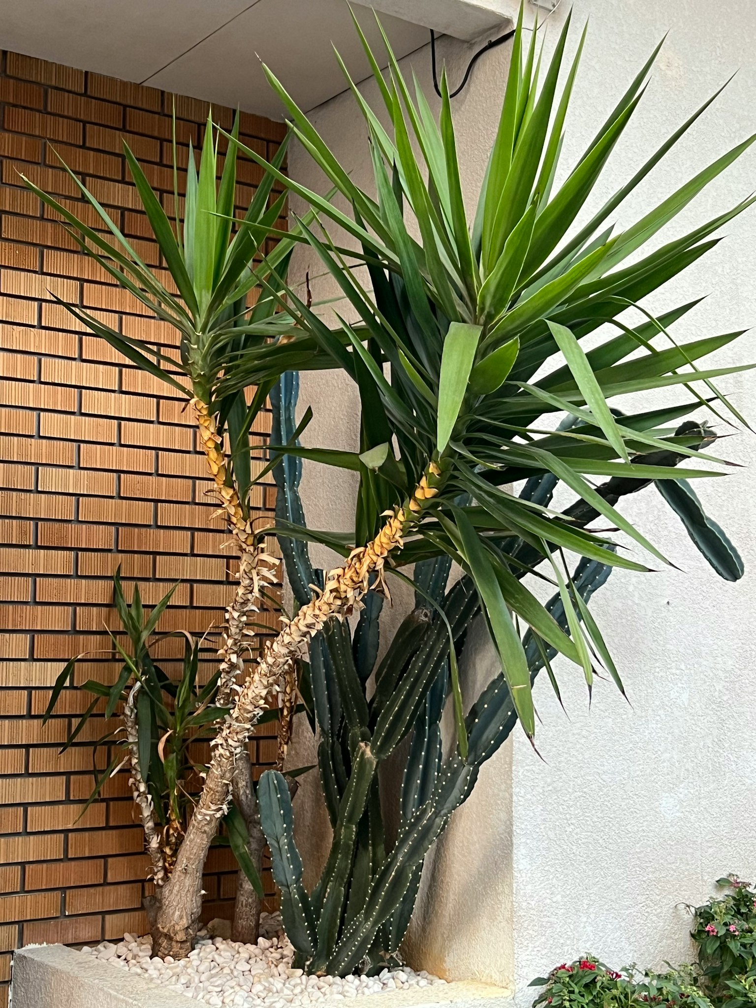 Cây trong nhà với một cây yucca có lá xanh và xương rồng