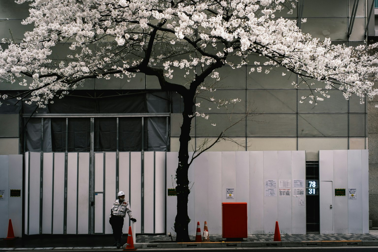Arbre de cerisier en fleurs blanches devant un bâtiment