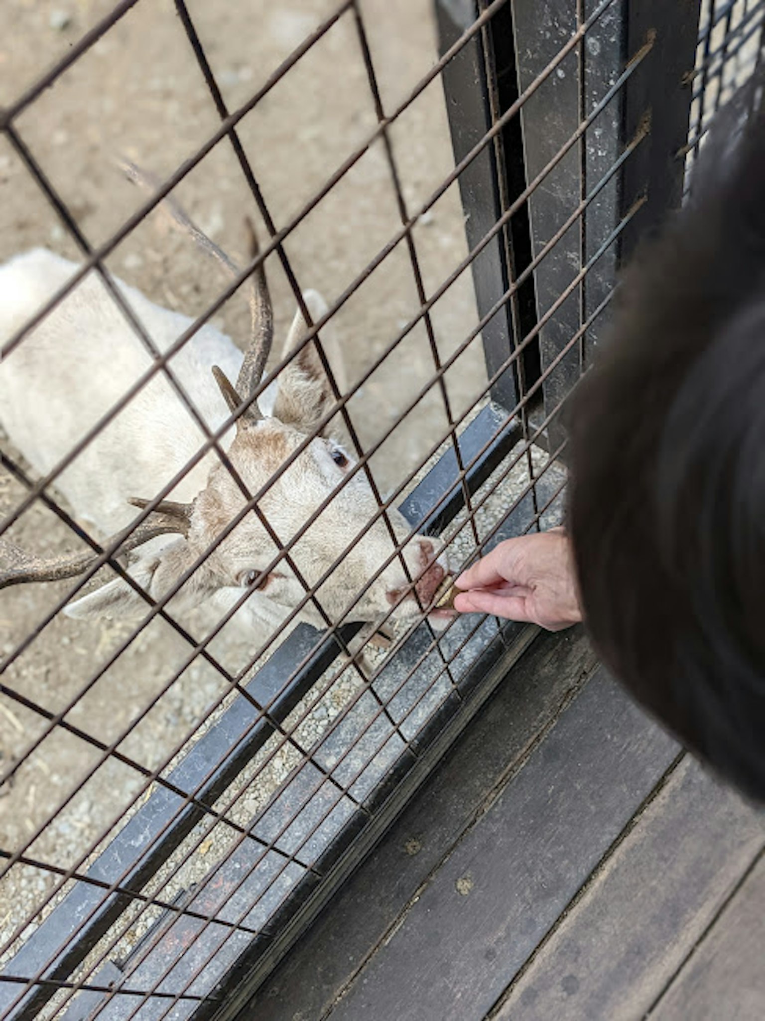 Enfant donnant à manger à un cerf blanc à travers une clôture en fil de fer