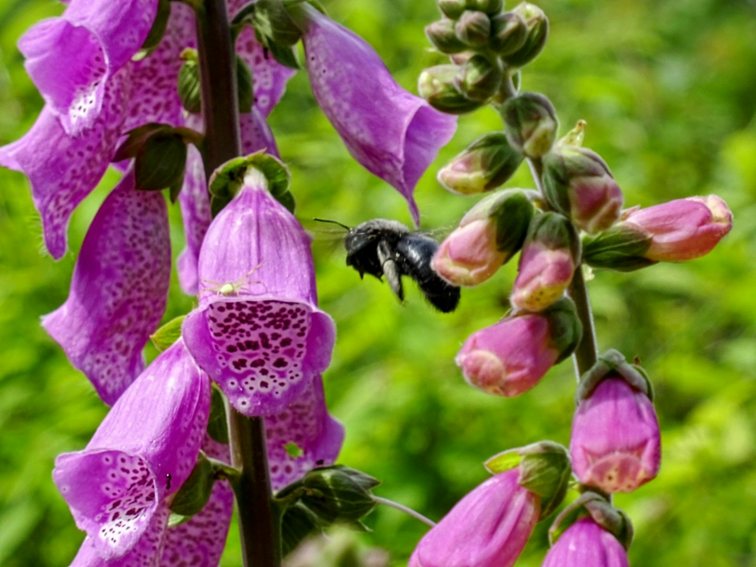 Kedekatan bunga foxglove ungu dengan lebah hitam yang mengambang di dekatnya