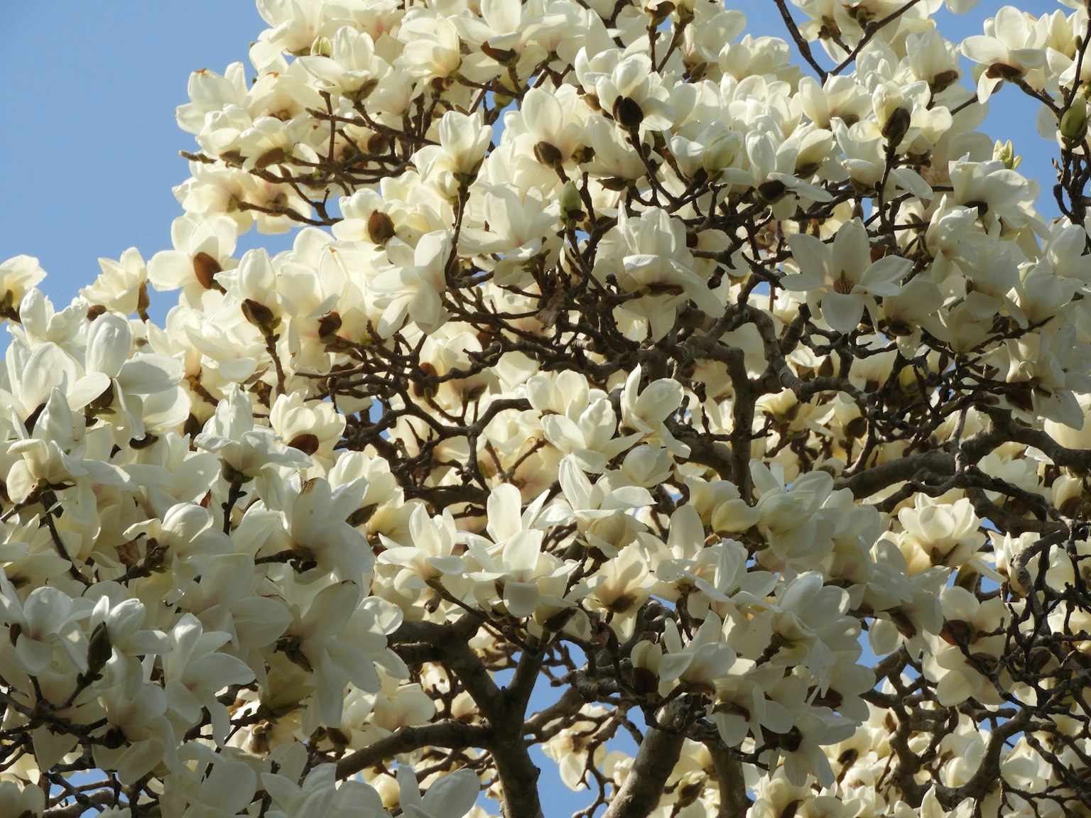 Cận cảnh cây có hoa trắng trên nền trời xanh