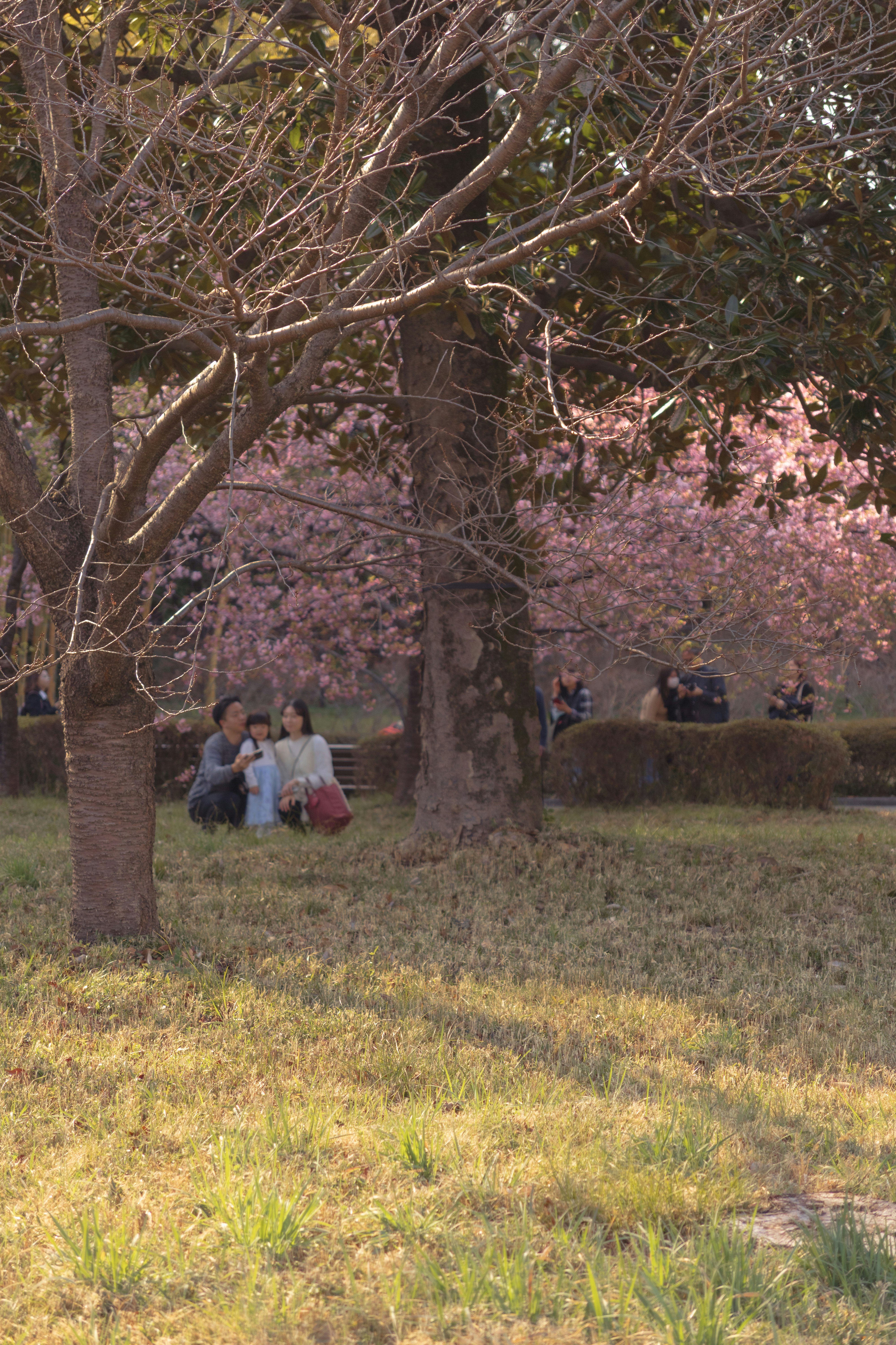 桜の木の下でくつろぐ人々と春の風景