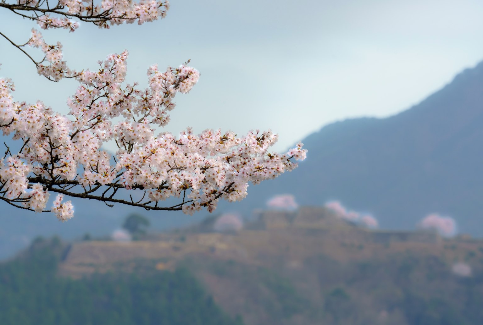 Branches de cerisier en fleurs avec des montagnes lointaines