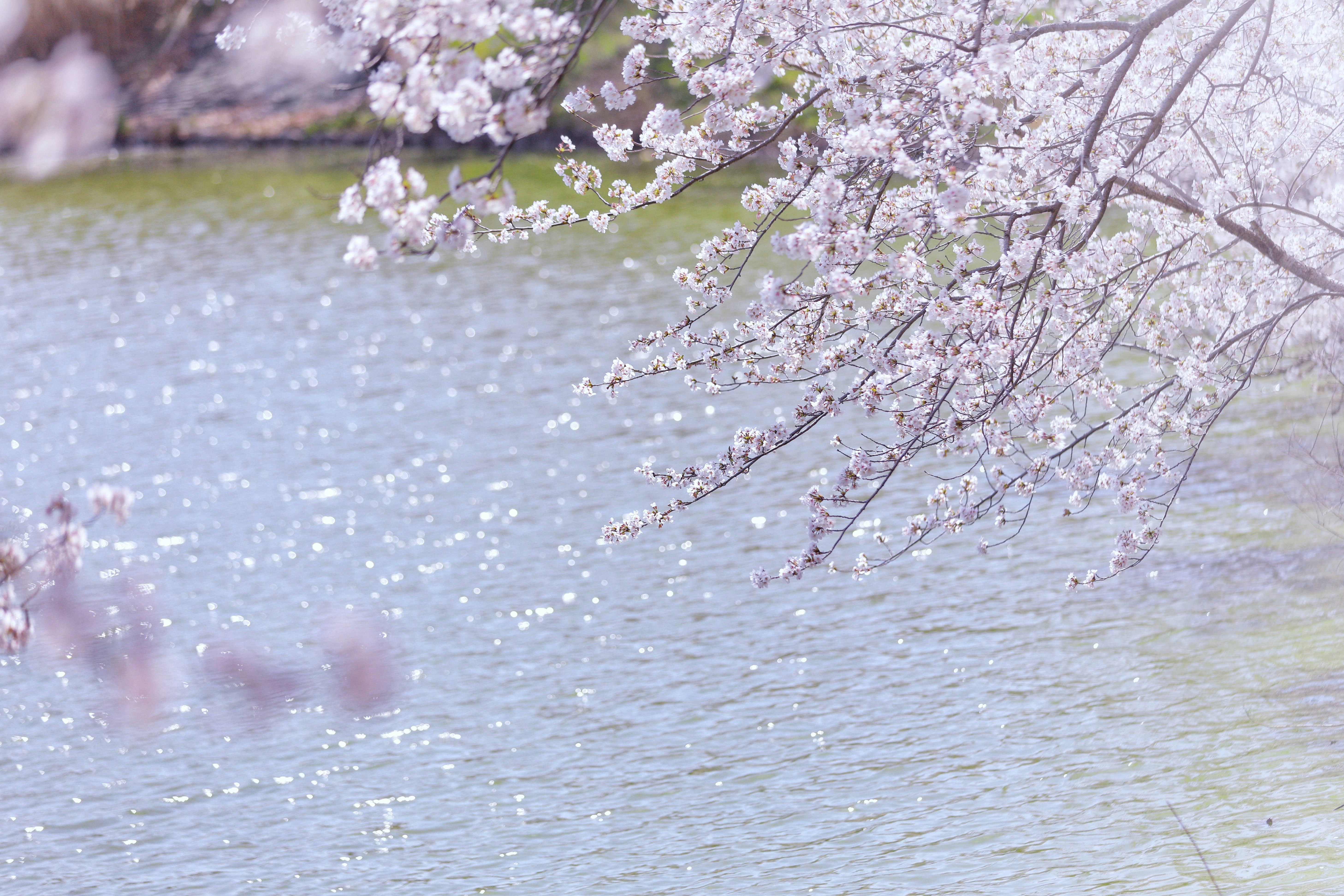 川沿いに咲く桜の花びらと春の水面
