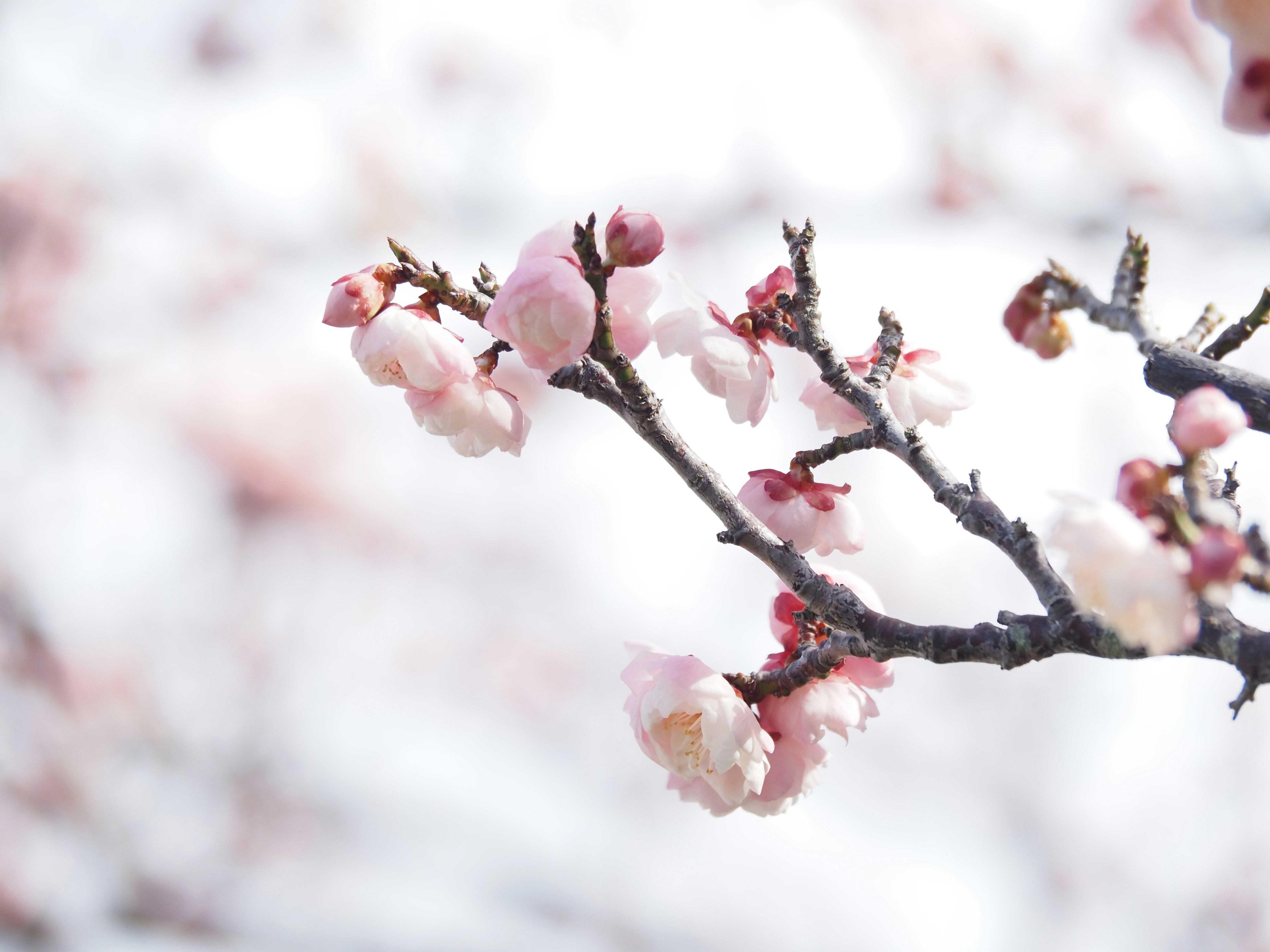 Nahaufnahme von Pflaumenblüten an einem Zweig