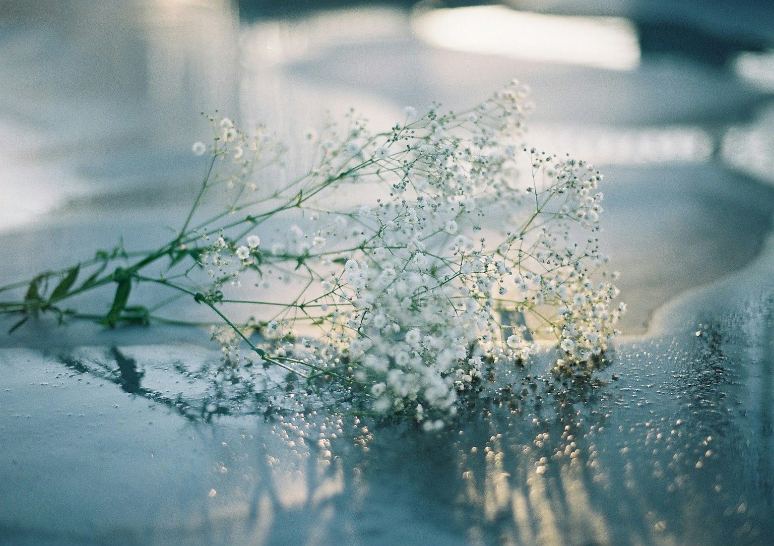 Một bó hoa nhỏ mảnh mai trên bề mặt phản chiếu