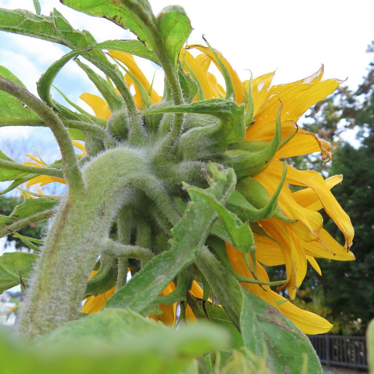 View of a sunflower from the back showcasing vibrant yellow petals and green leaves