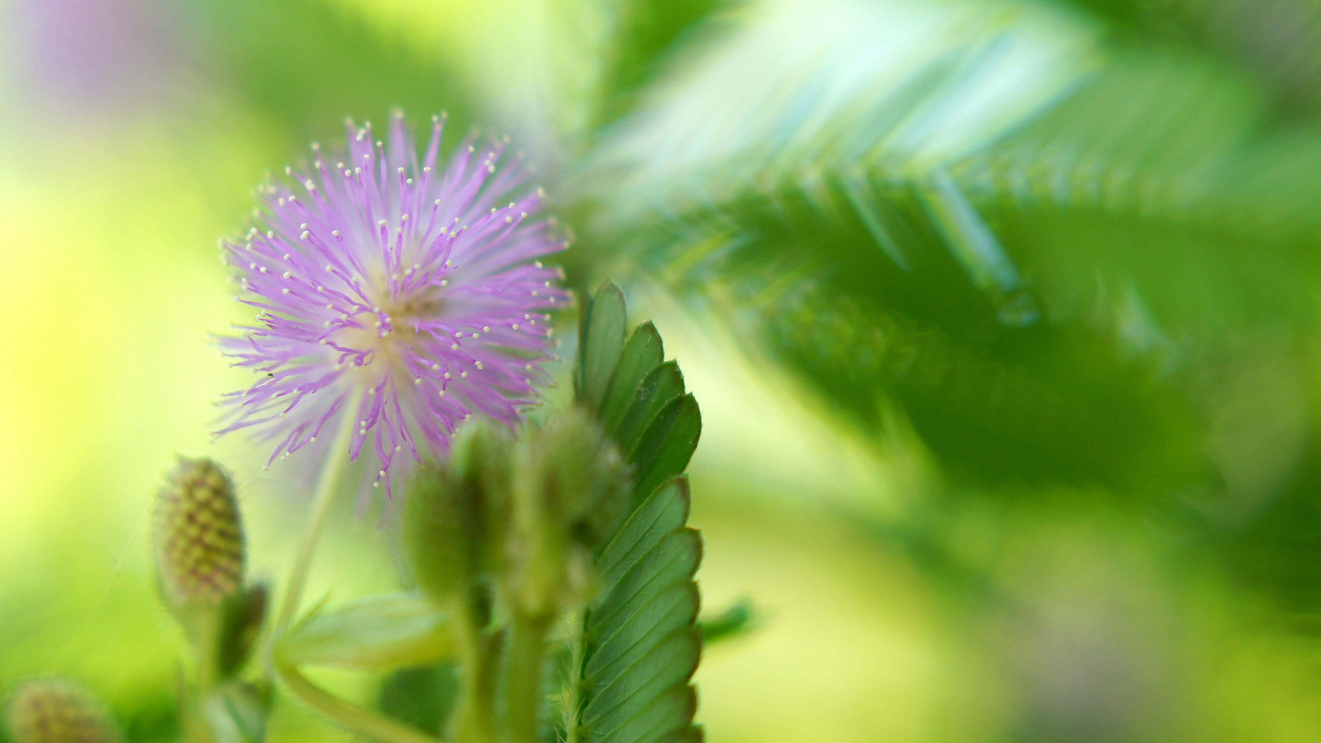 オジギソウのピンクの花のマクロ画像