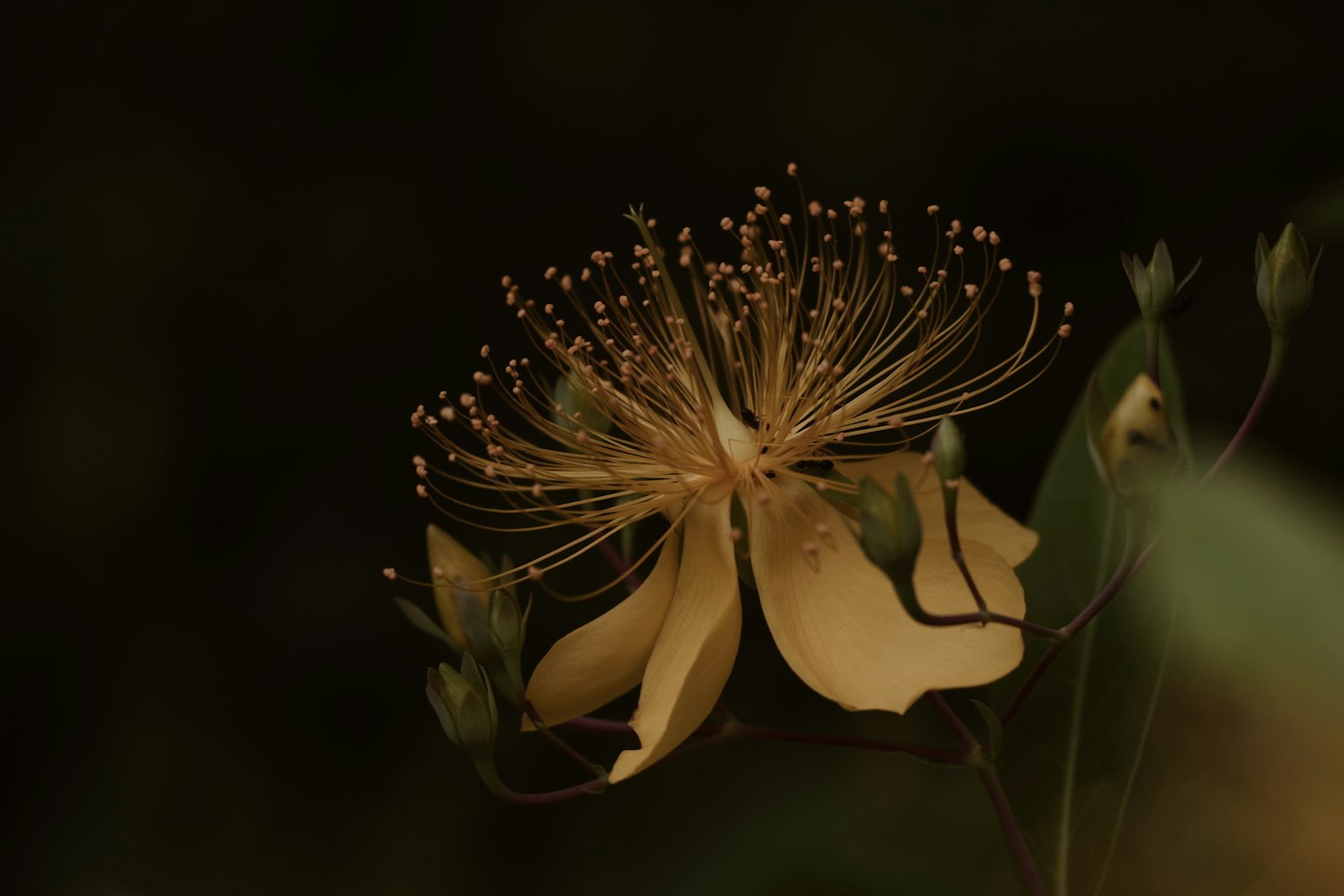 Gros plan d'une fleur jaune avec des détails complexes sur fond sombre