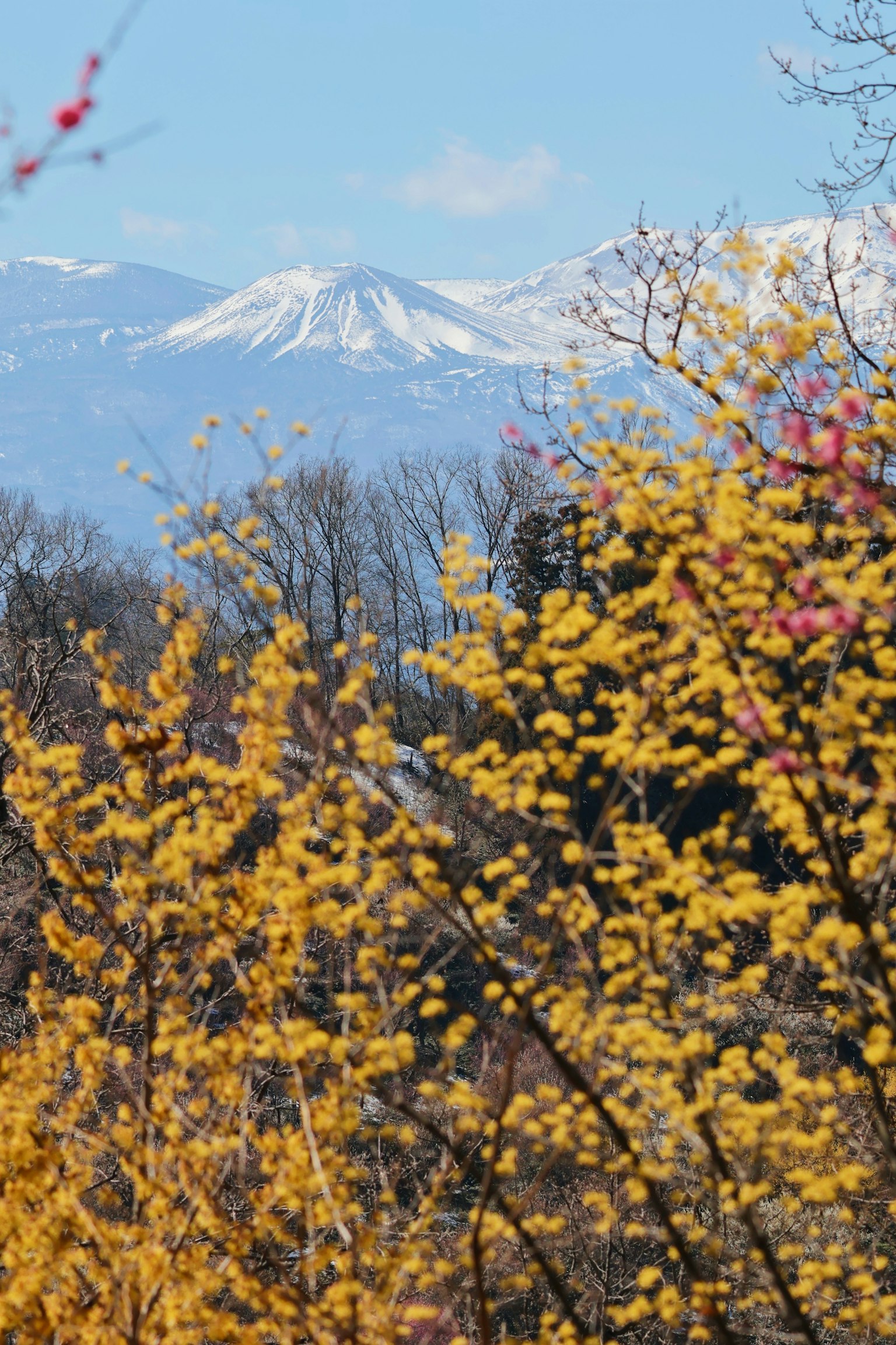 Paysage avec des montagnes enneigées sous un ciel bleu arbres fleuris en jaune au premier plan
