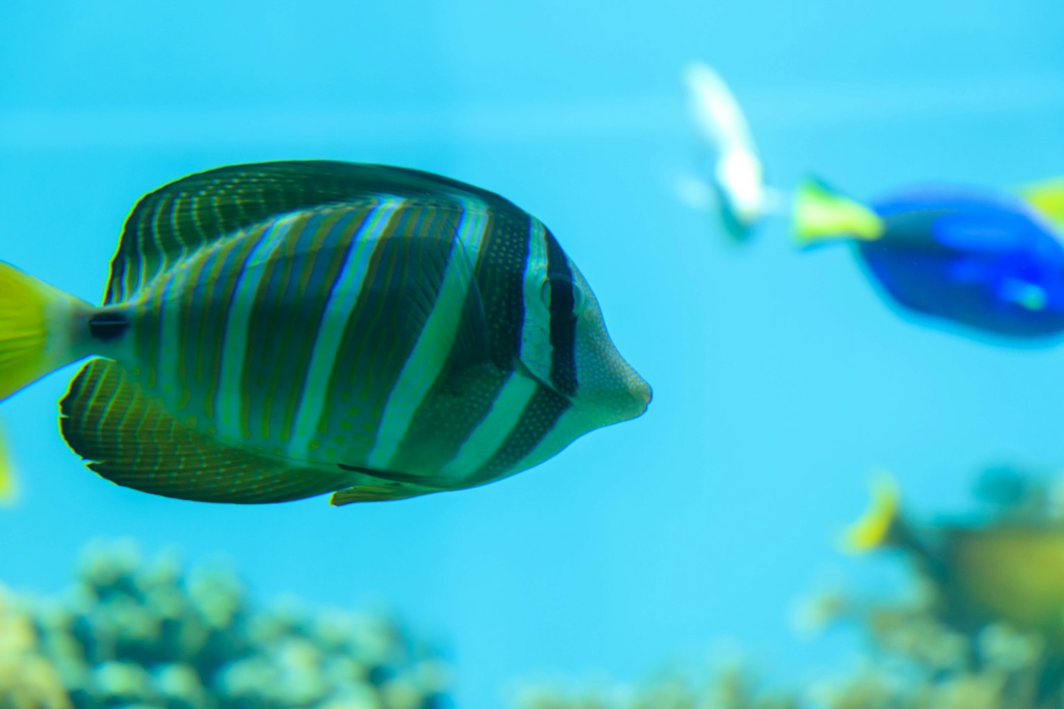 在蓝色水族箱中游泳的鲜艳条纹鱼