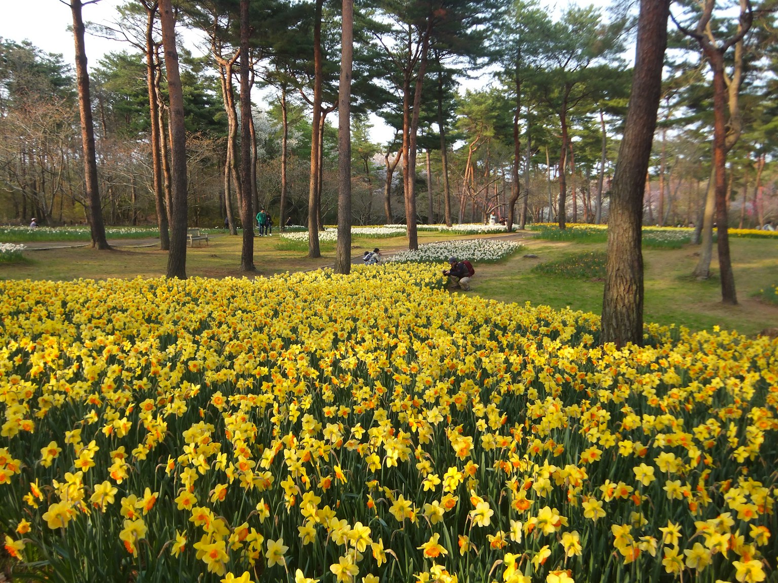 Un paisaje de narcisos amarillos en flor en un parque