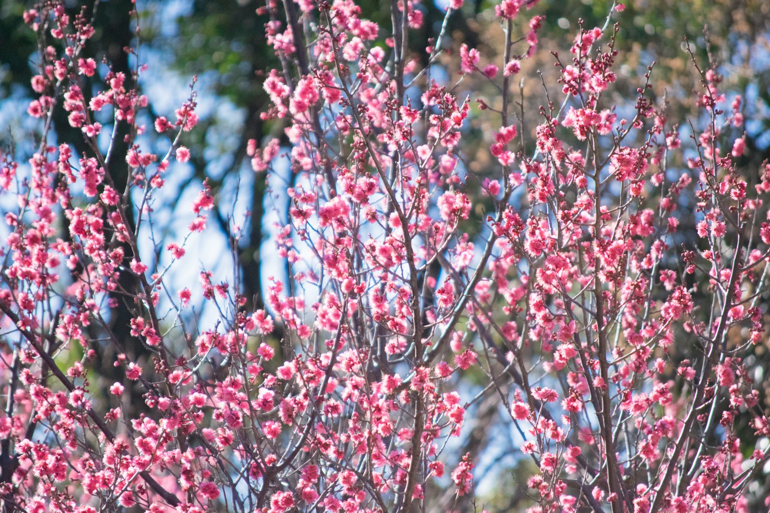Gros plan d'un cerisier en fleurs sur fond de ciel bleu