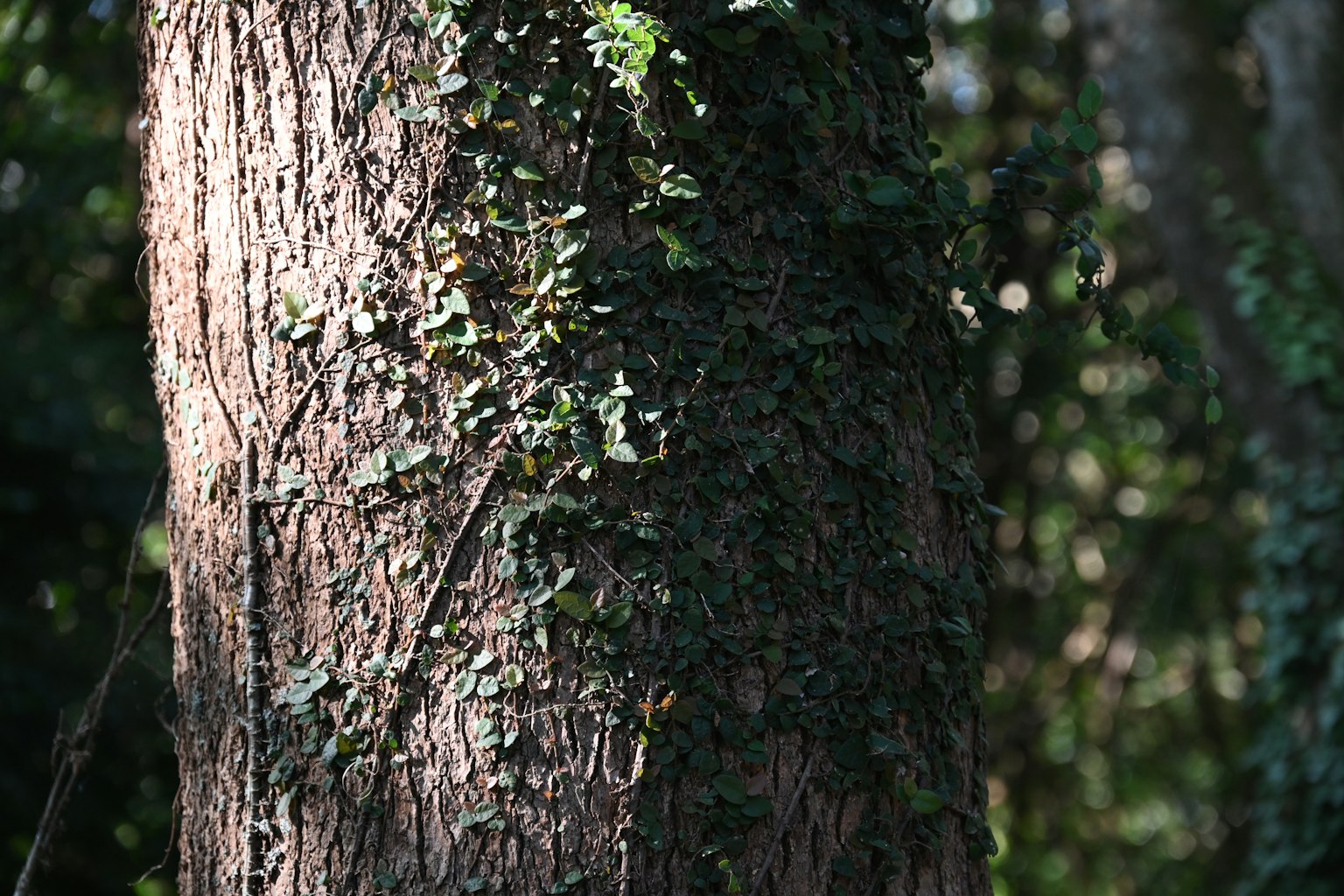 Tronc d'arbre recouvert de feuilles de plante grimpante