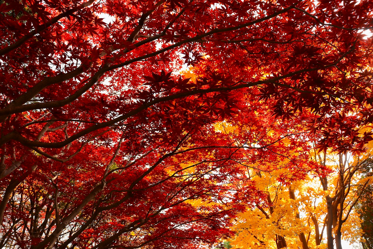 Fogliame autunnale vibrante con foglie rosse e gialle
