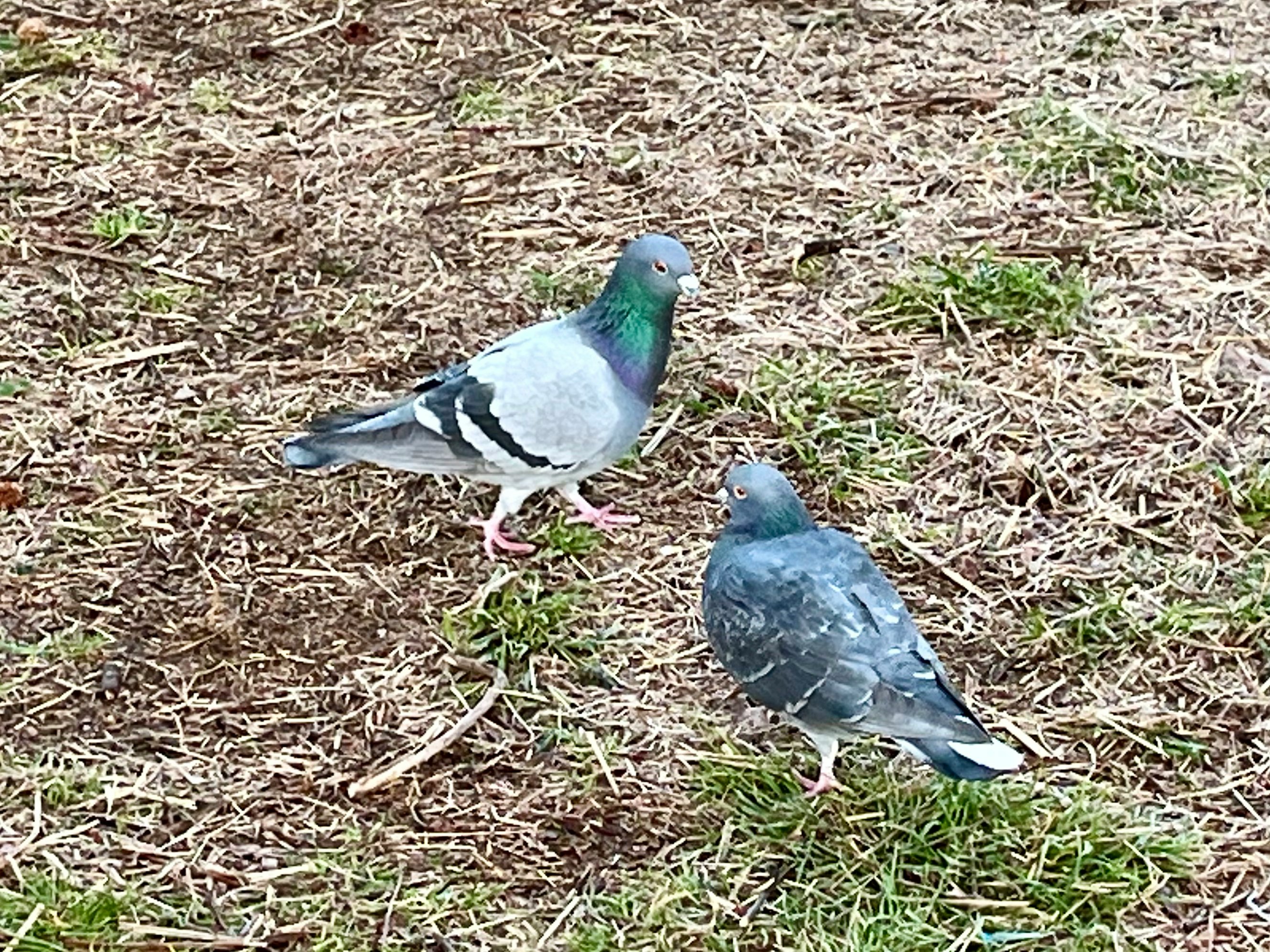 芝生の上にいる鳩の2羽