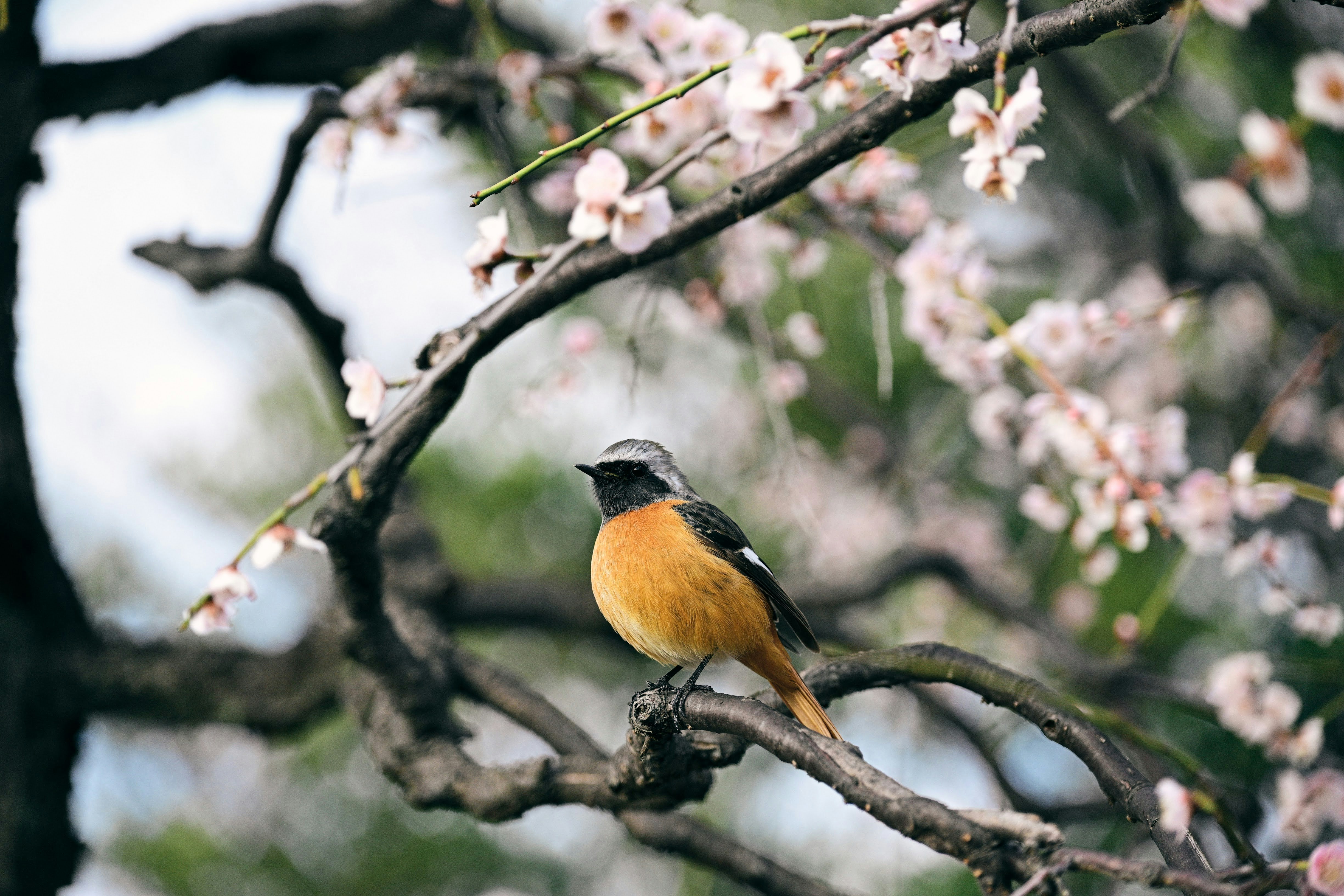 花の枝にとまる小鳥の姿