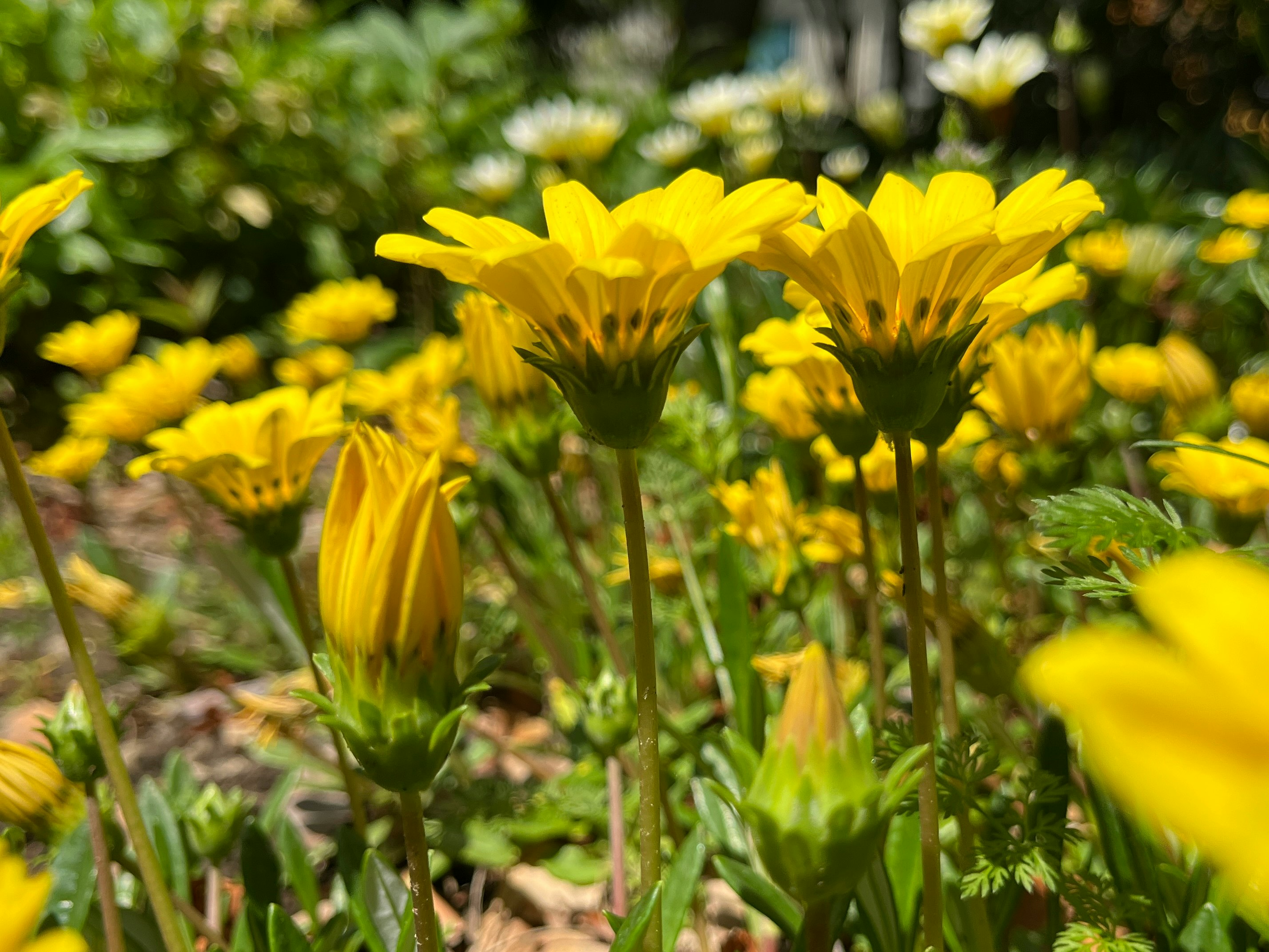 黄色い花が咲く庭の花壇のクローズアップ