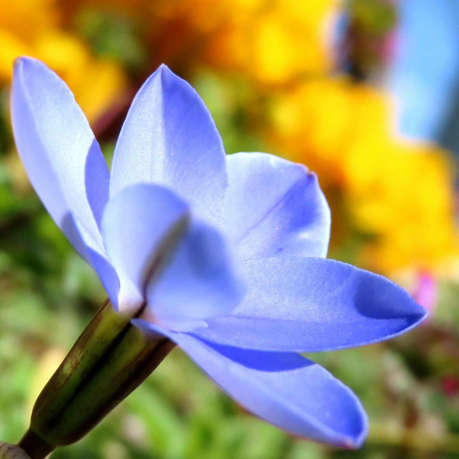 蓝色花朵的特写，背景为模糊的黄色花朵