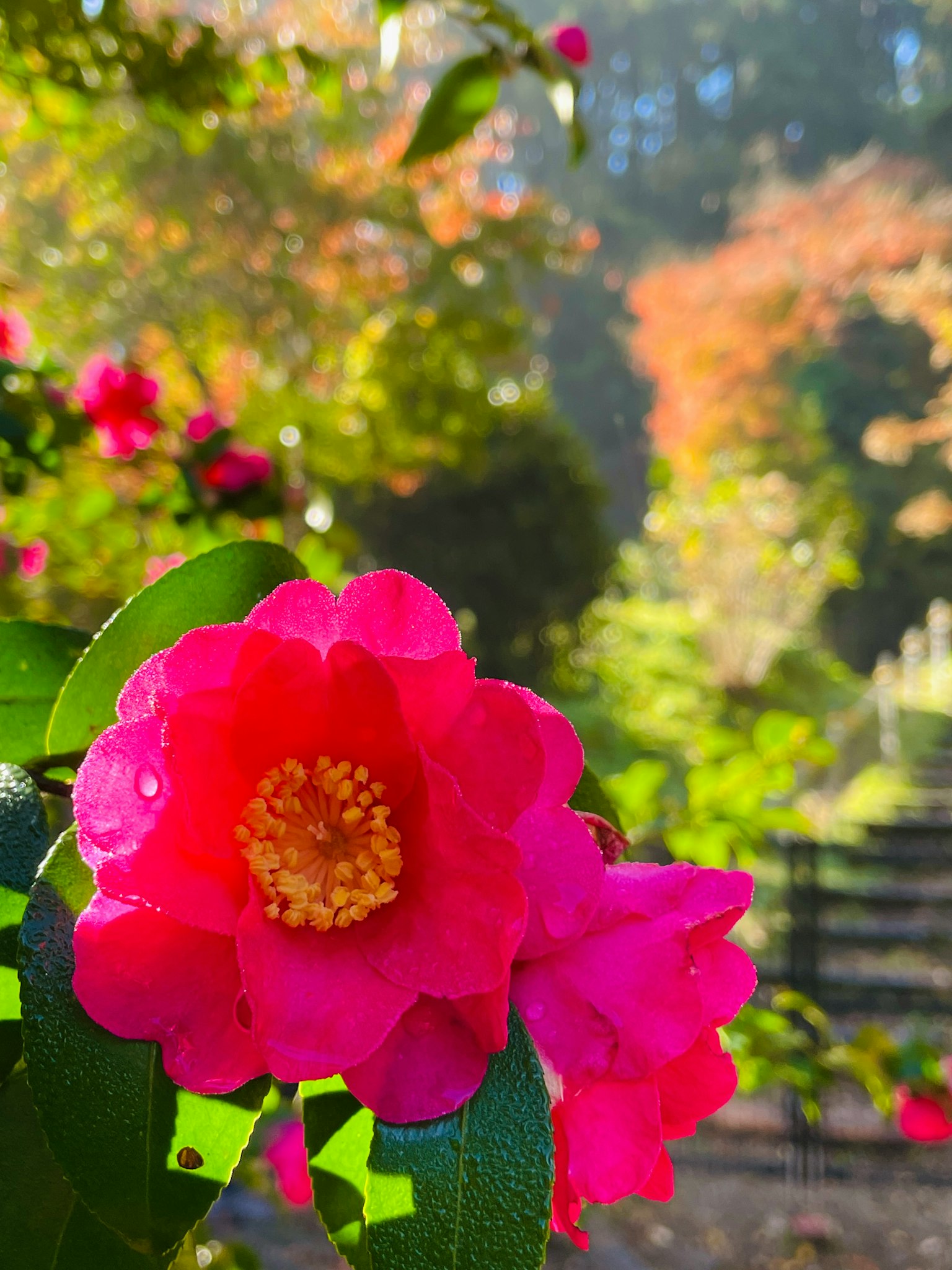 Hoa hồng tươi sáng nổi bật với nền xanh và màu thu mờ