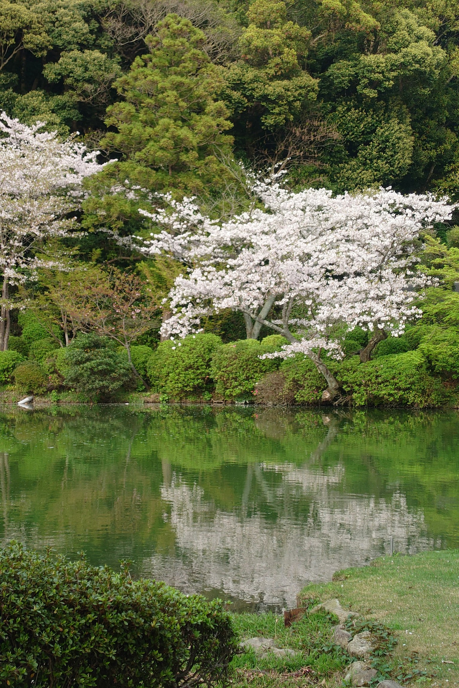 Scenic view of cherry blossom trees reflecting in a tranquil pond surrounded by lush greenery