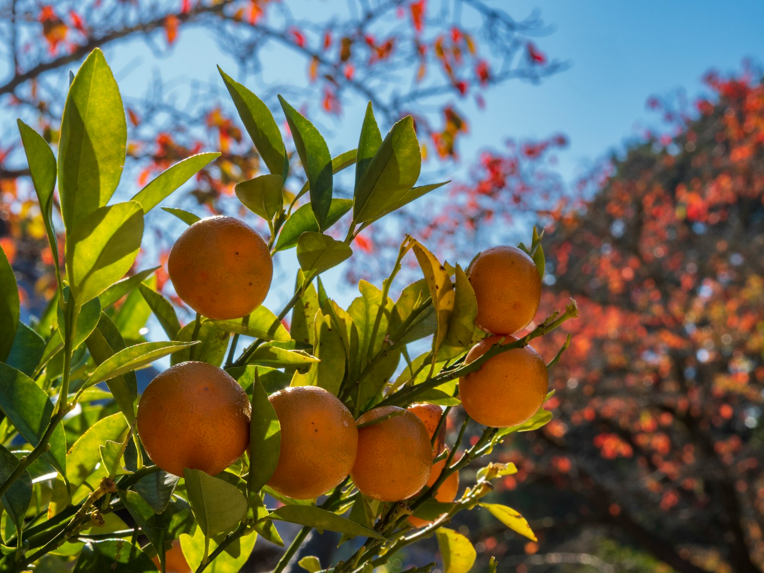 Primer plano de una rama con frutas naranjas y hojas verdes fondo con follaje otoñal
