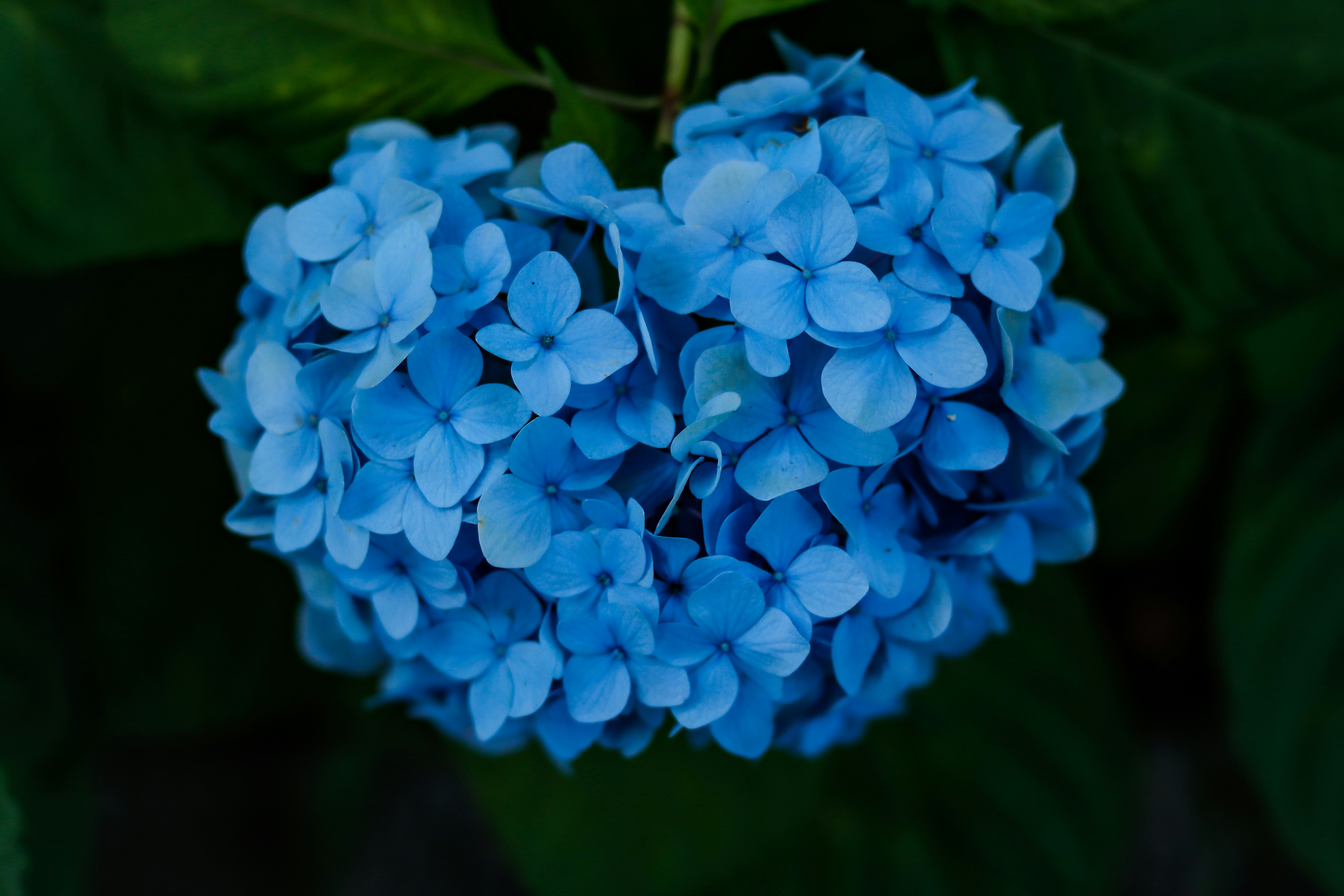 close-up of blue hydrangea blossoms