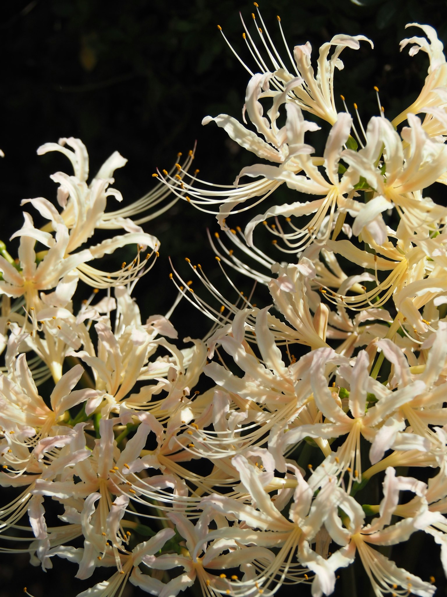 Raggruppamento di delicate fiori bianchi con lunghe staminali