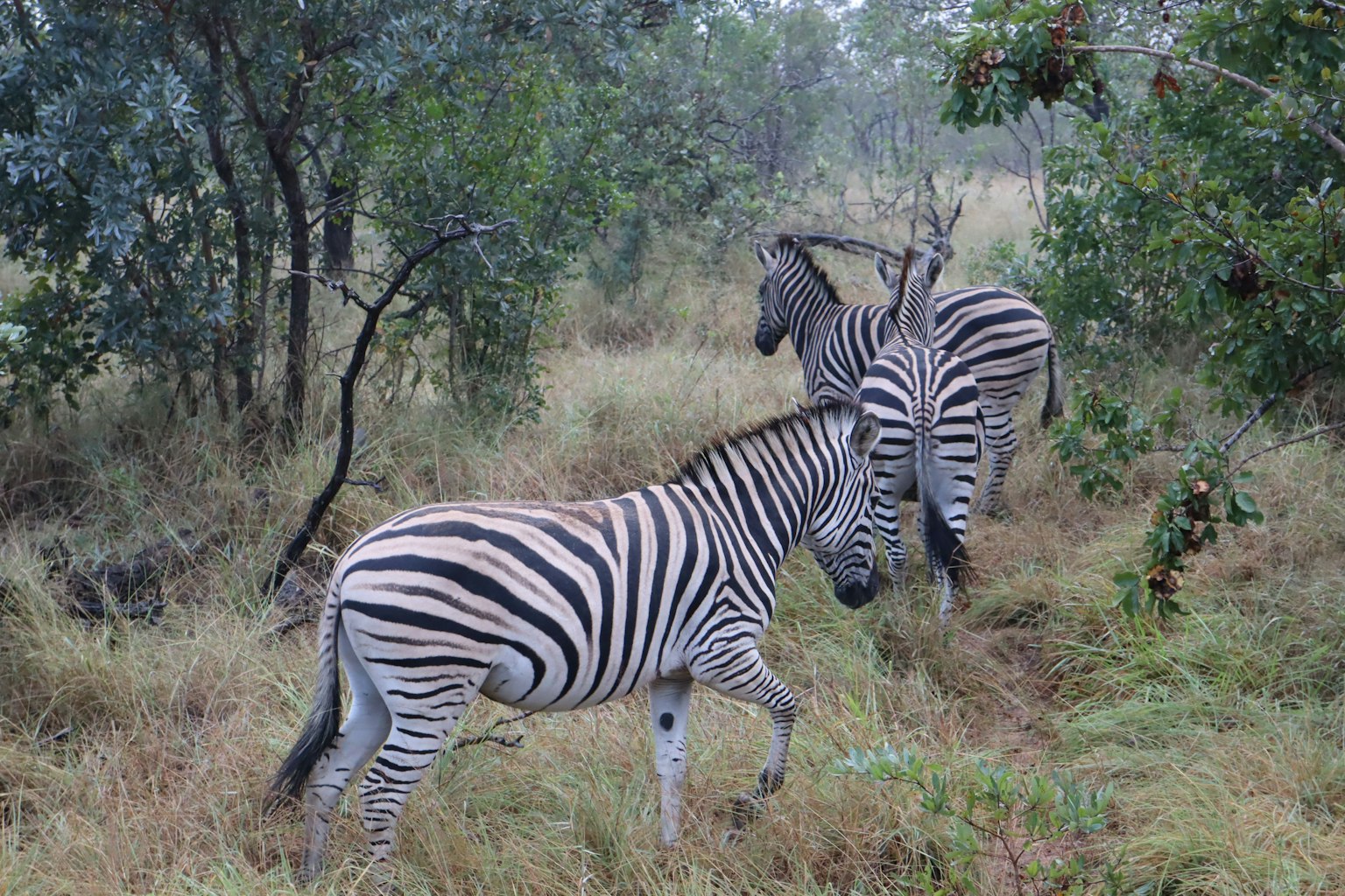 Immagine di zebre in un paesaggio erboso
