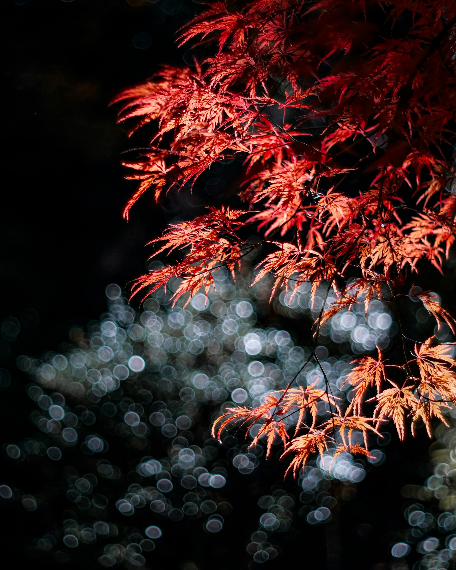 Rama de hojas de arce rojo con fondo de luz borroso