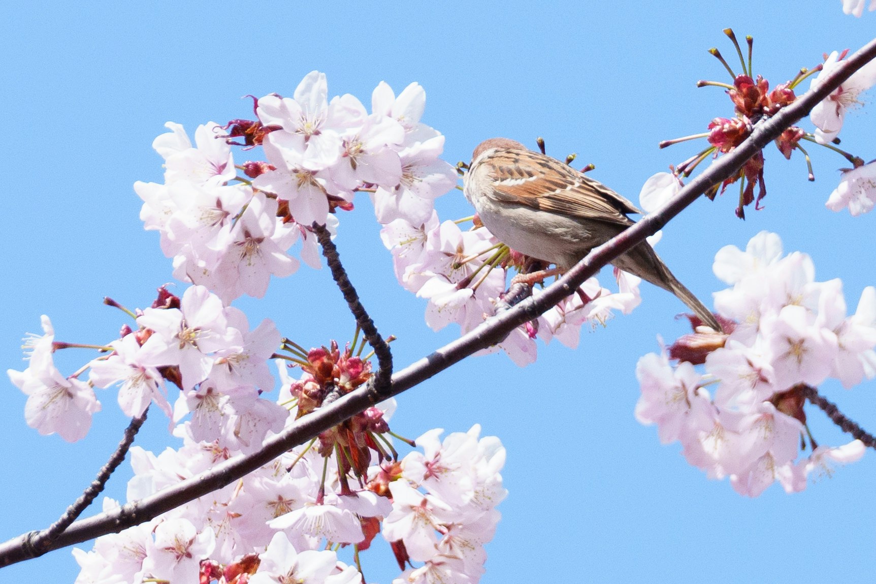 青空に咲く桜の花と小鳥