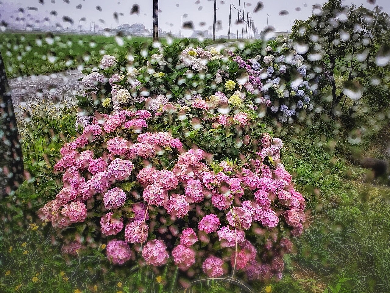 雨のあじさい畑で咲く紫陽花の花