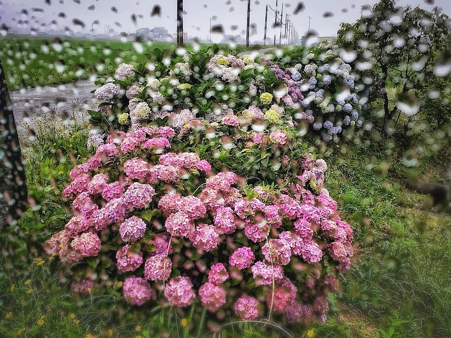 Sekelompok bunga hortensia merah muda dan putih yang basah karena hujan
