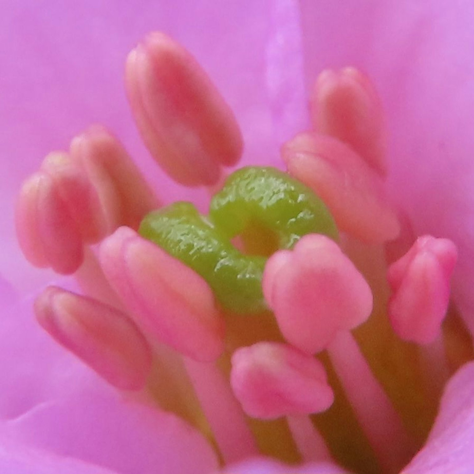 Primer plano de una flor rosa con parte central verde y múltiples estambres rosas