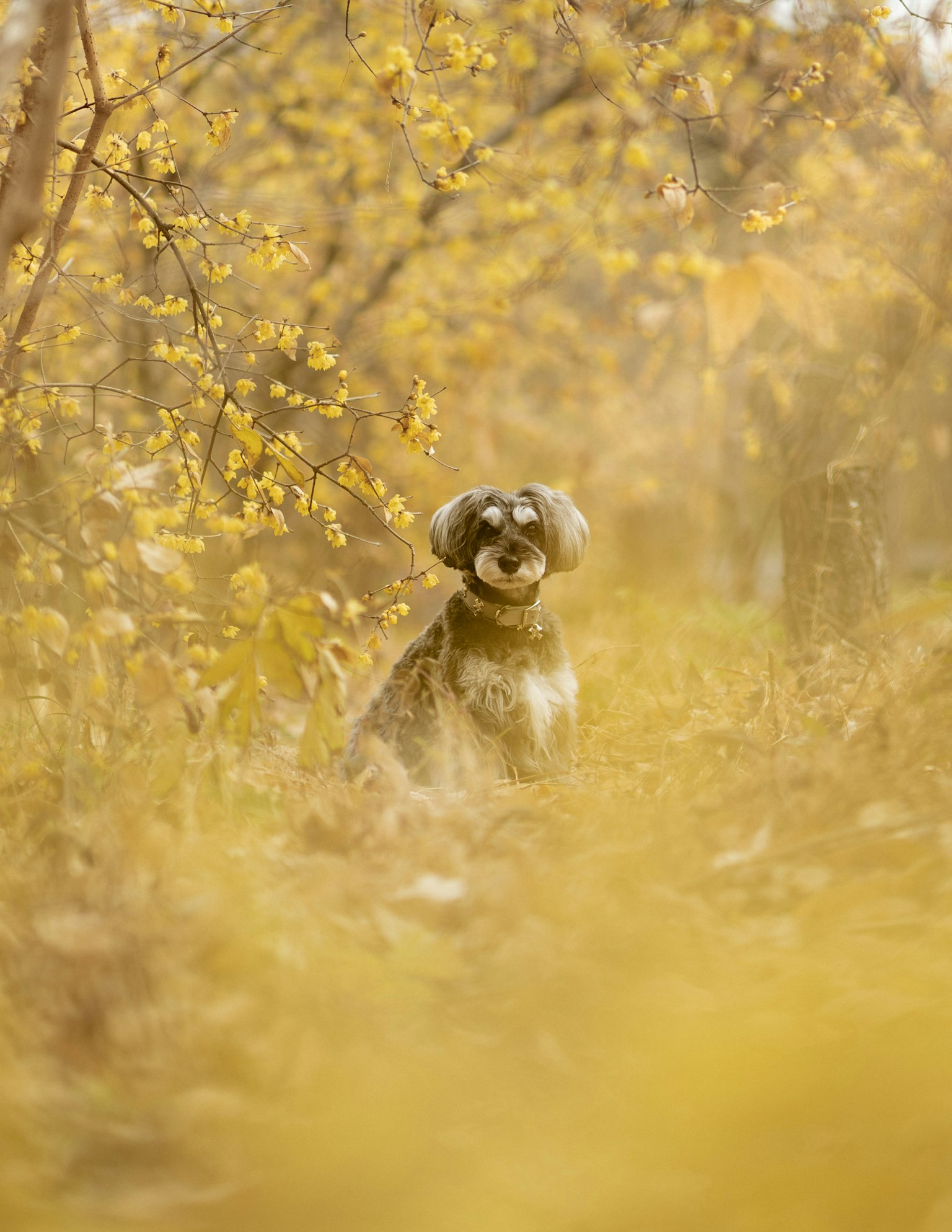 Perro sentado en un paisaje otoñal rodeado de hojas amarillas