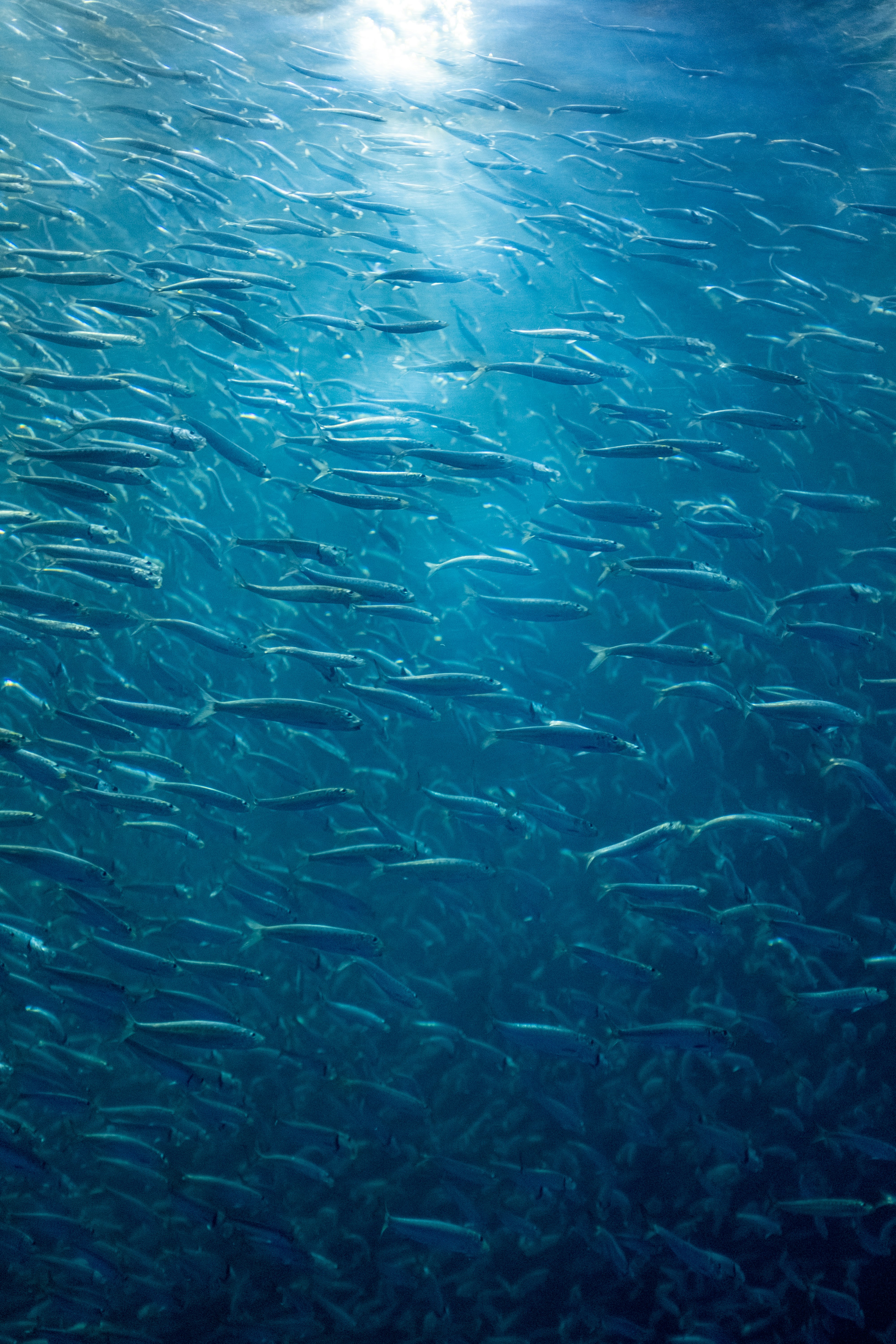 青い海の水面下に広がる魚の群れ