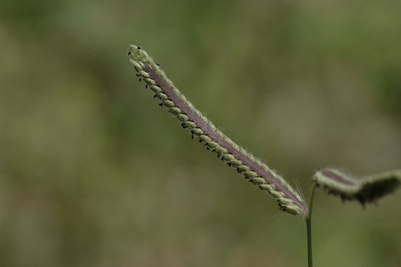 A slender green plant part with a blurred background