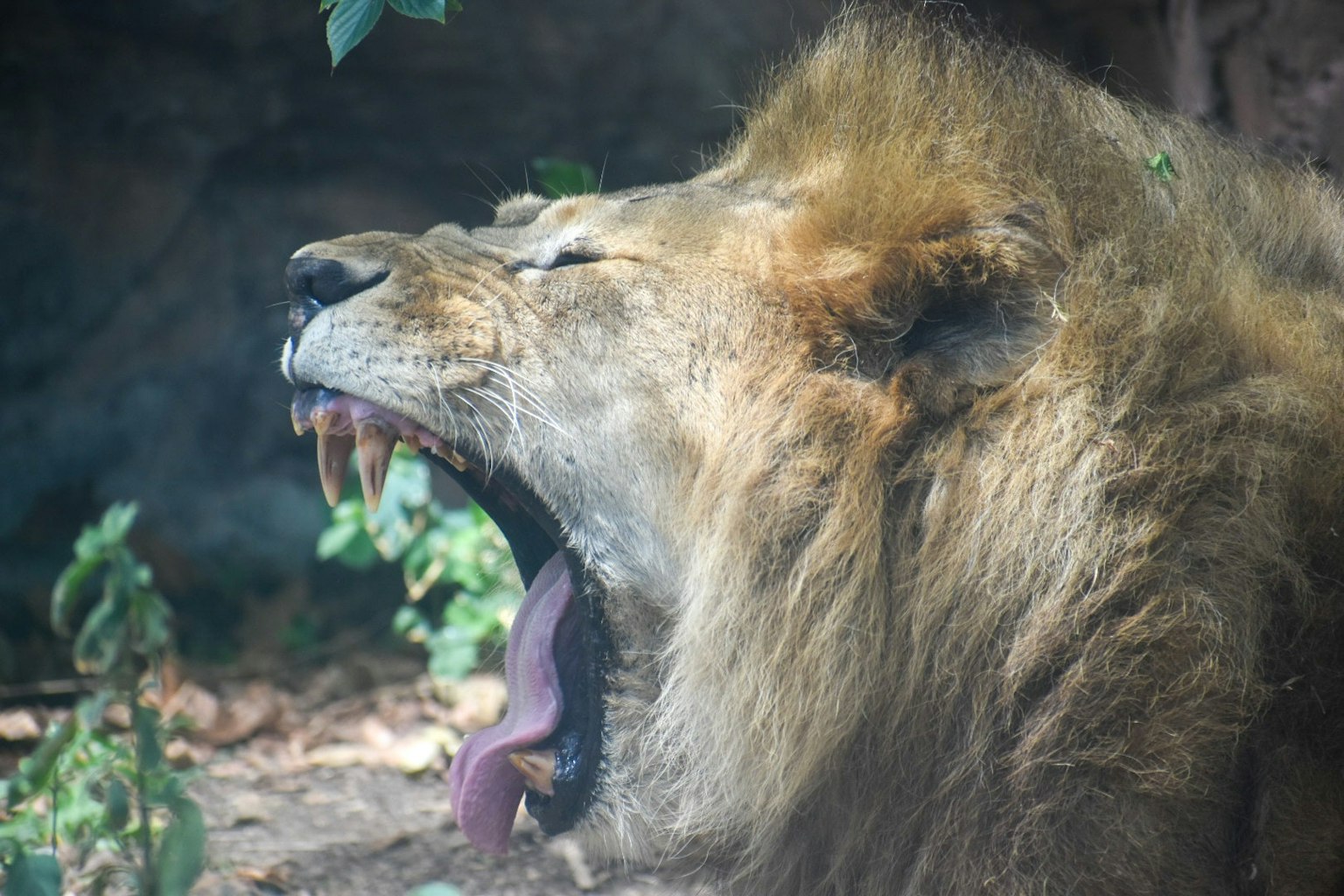 Un leone che sbadiglia con una criniera folta e fogliame verde sullo sfondo