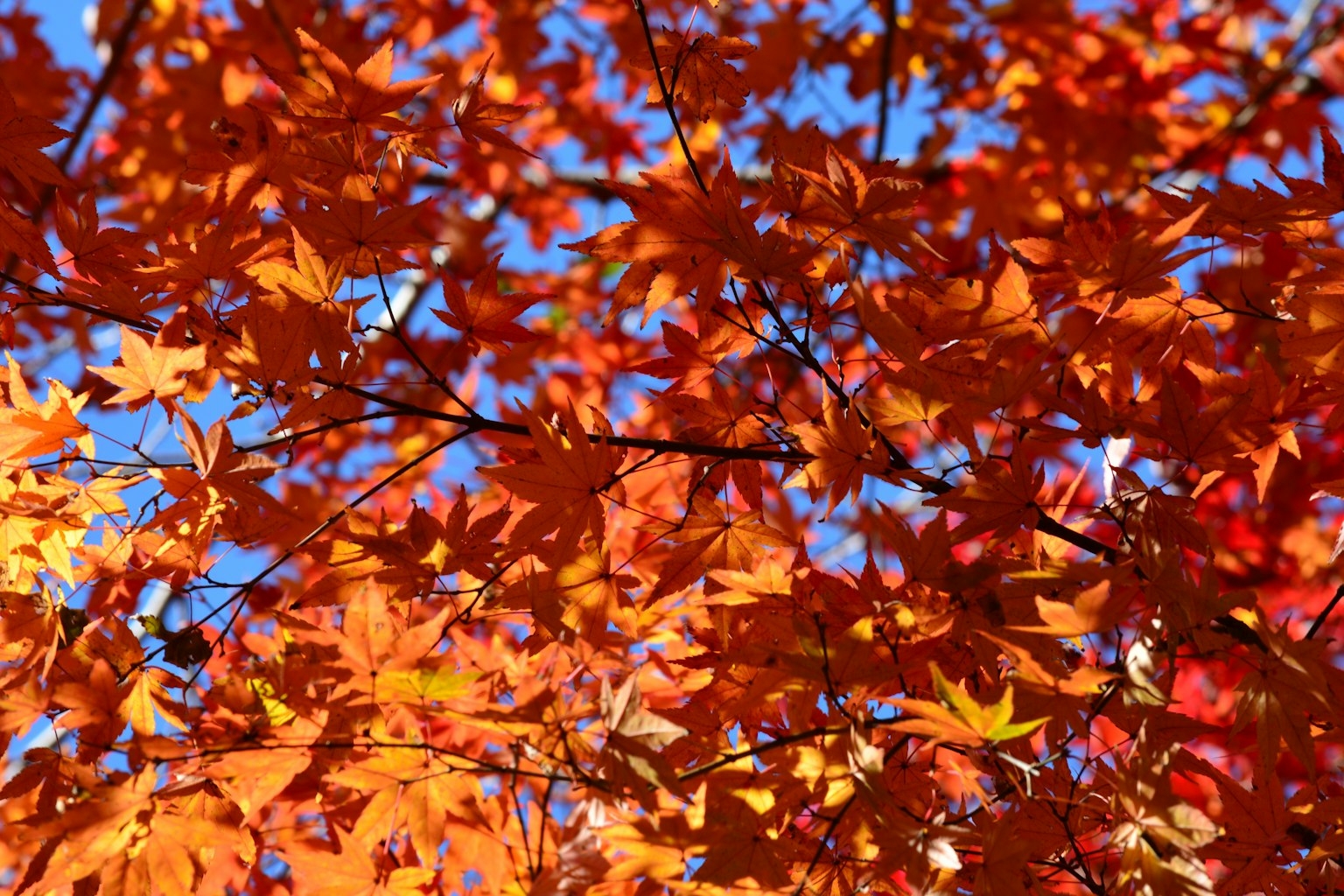 ใบสีส้มสดใสที่ตั้งอยู่บนพื้นหลังท้องฟ้าสีฟ้าในฉากฤดูใบไม้ร่วง