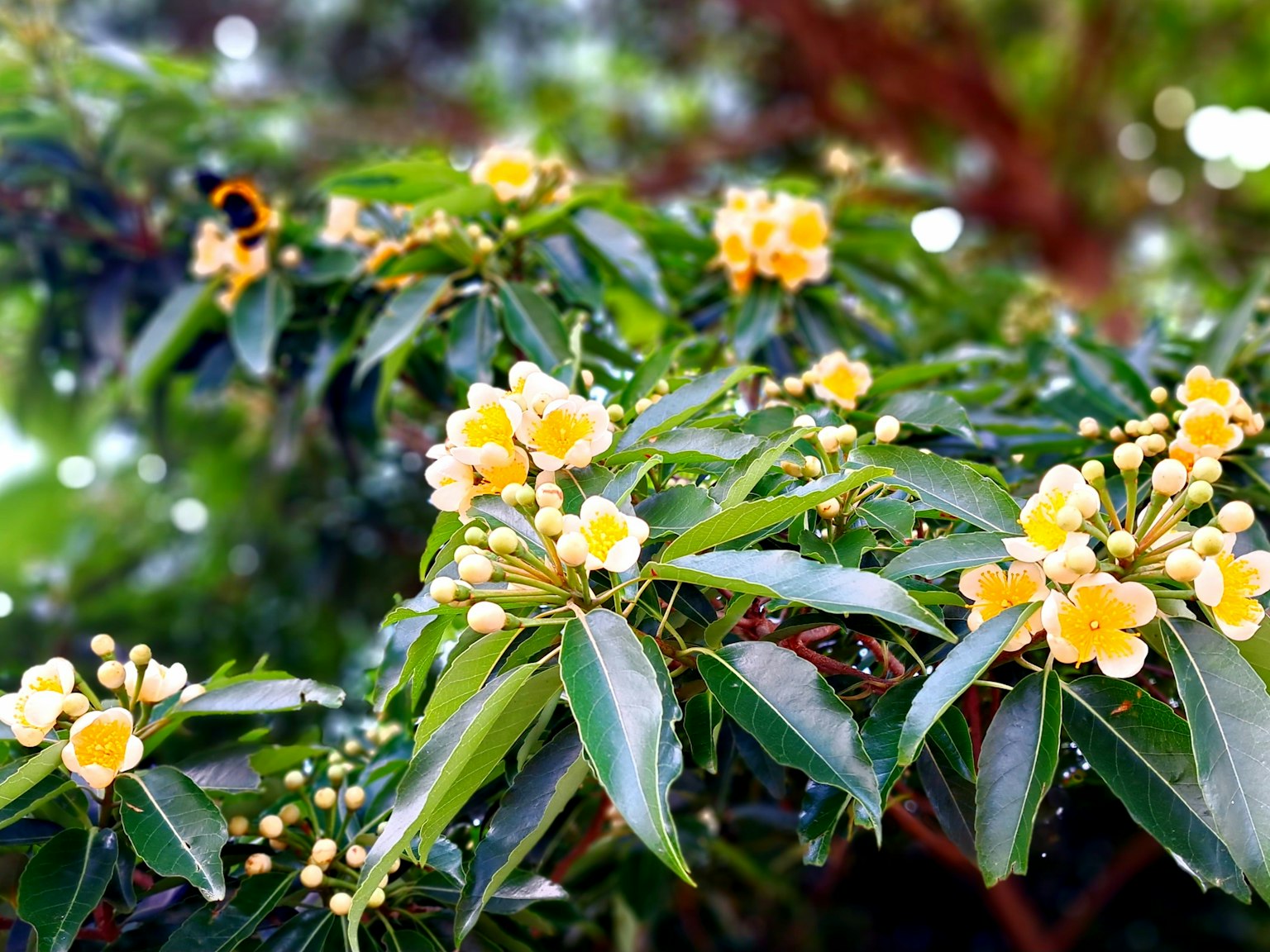 Nahaufnahme einer Pflanze mit gelben Blumen und grünen Blättern