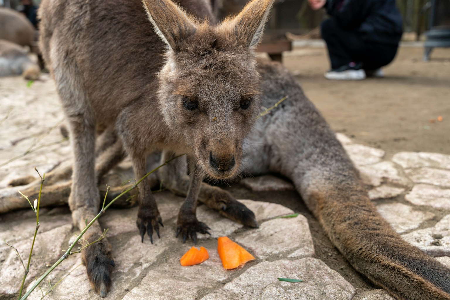 Känguru mit orangefarbenen Karotten davor