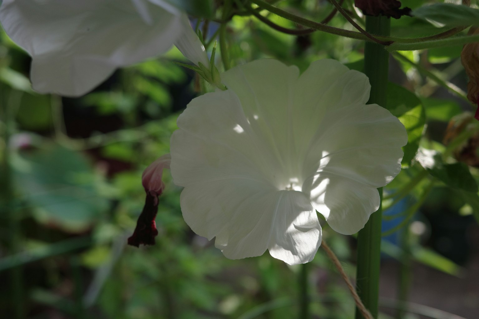 Un fiore bianco con un'ombra proiettata dietro di esso su uno sfondo verde
