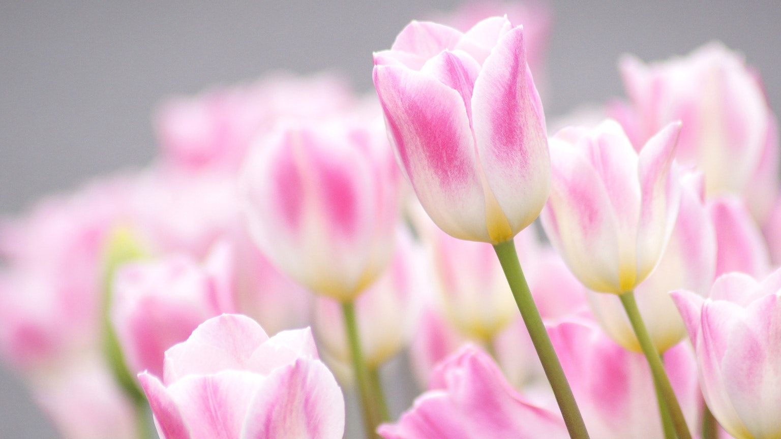 Tulip merah muda lembut mekar dengan latar belakang kabur