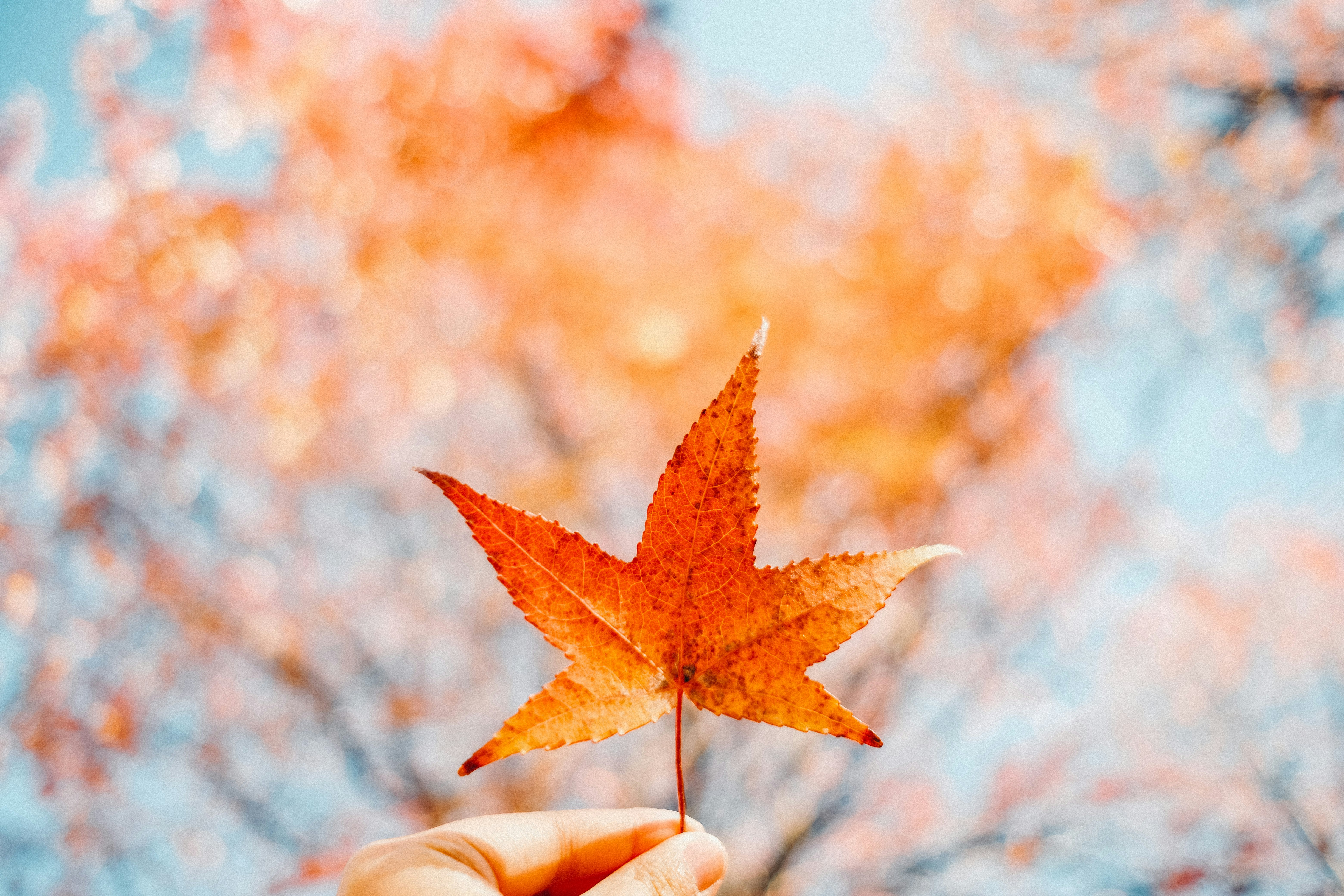 Foglia d’acero autunnale tenuta in mano con sfondo sfocato