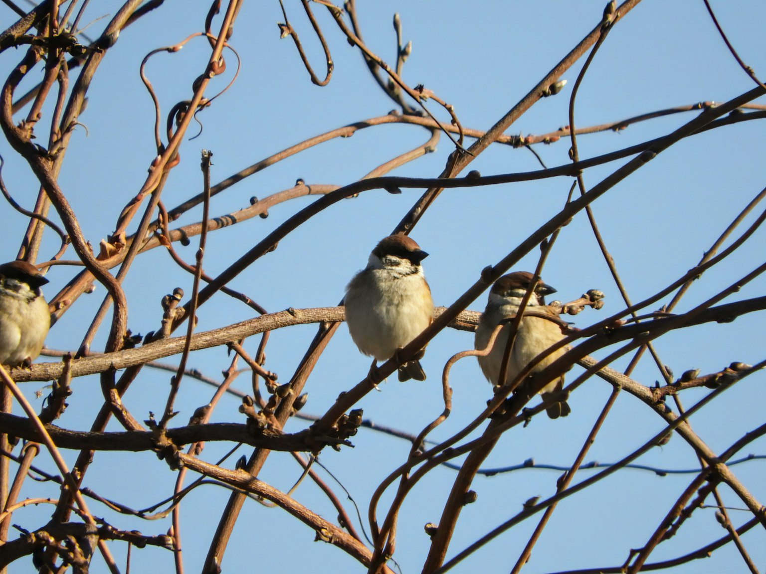 Deux oiseaux perchés sur des branches sous un ciel bleu