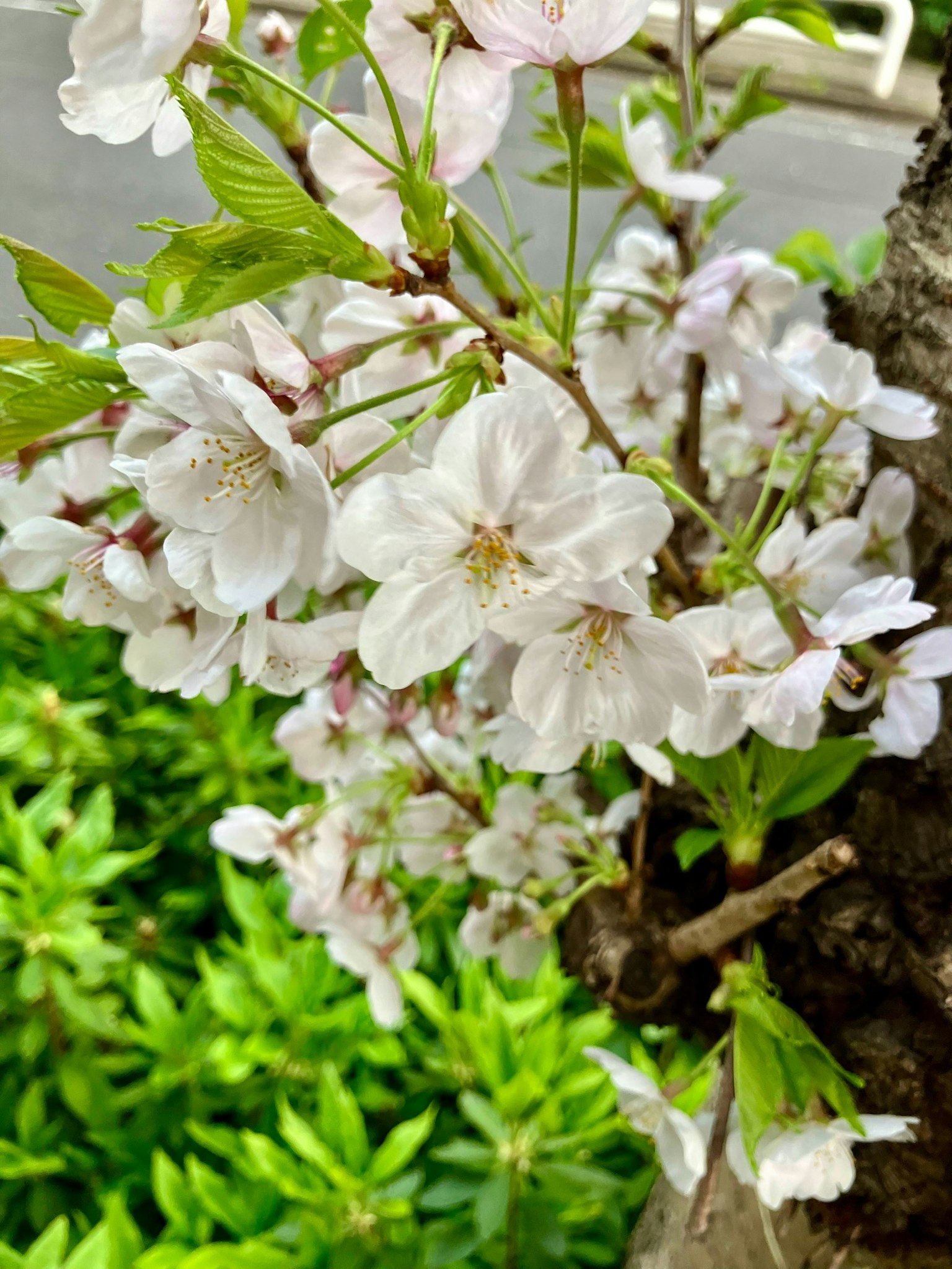 Bunga sakura mekar dengan daun hijau di latar belakang