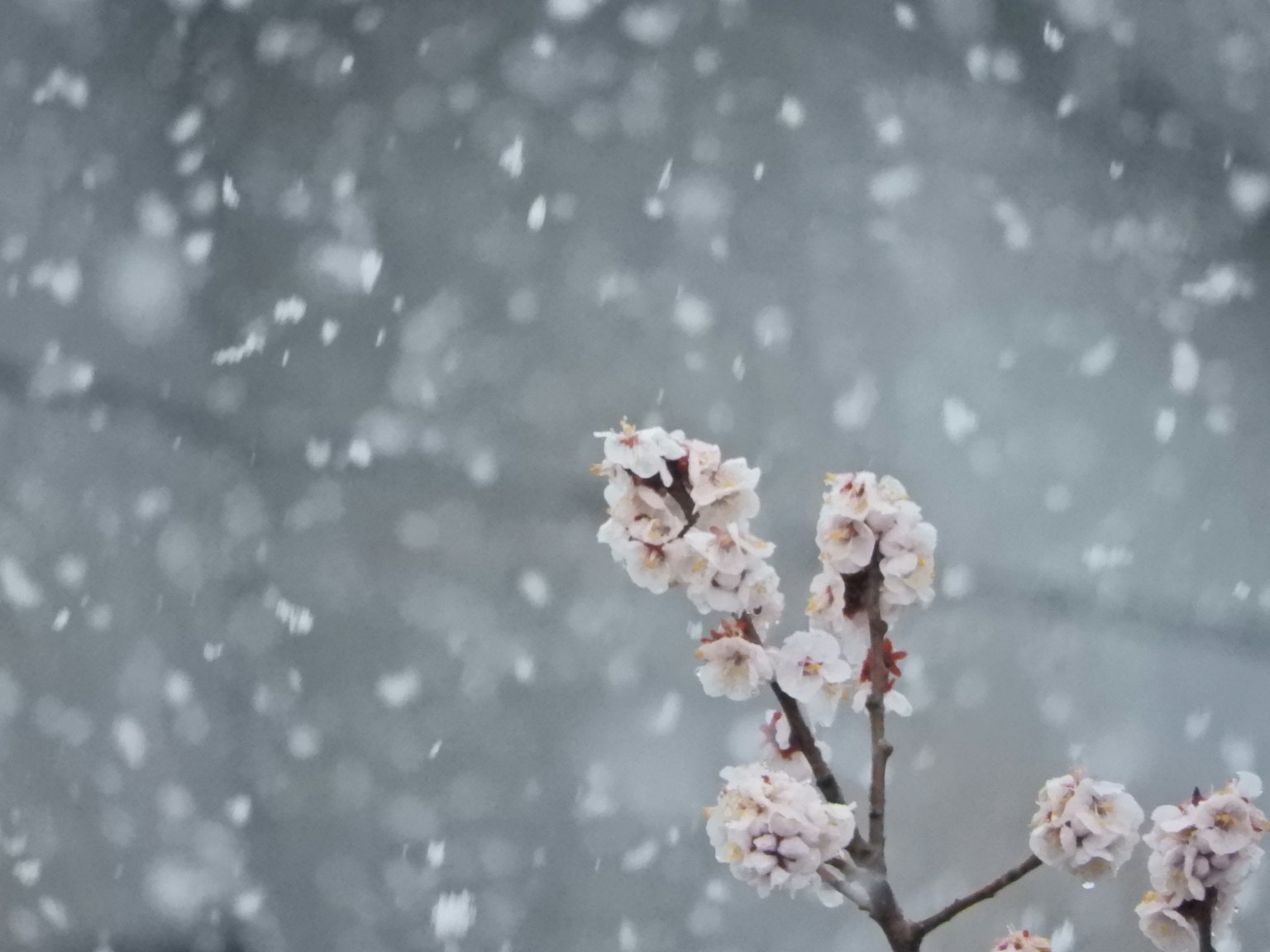 Fleurs de cerisier dans la neige avec des flocons de neige flous en arrière-plan