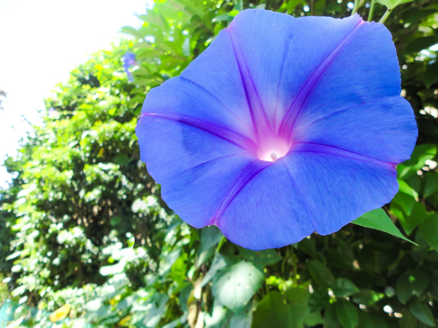 Vibrant blue morning glory flower with green foliage