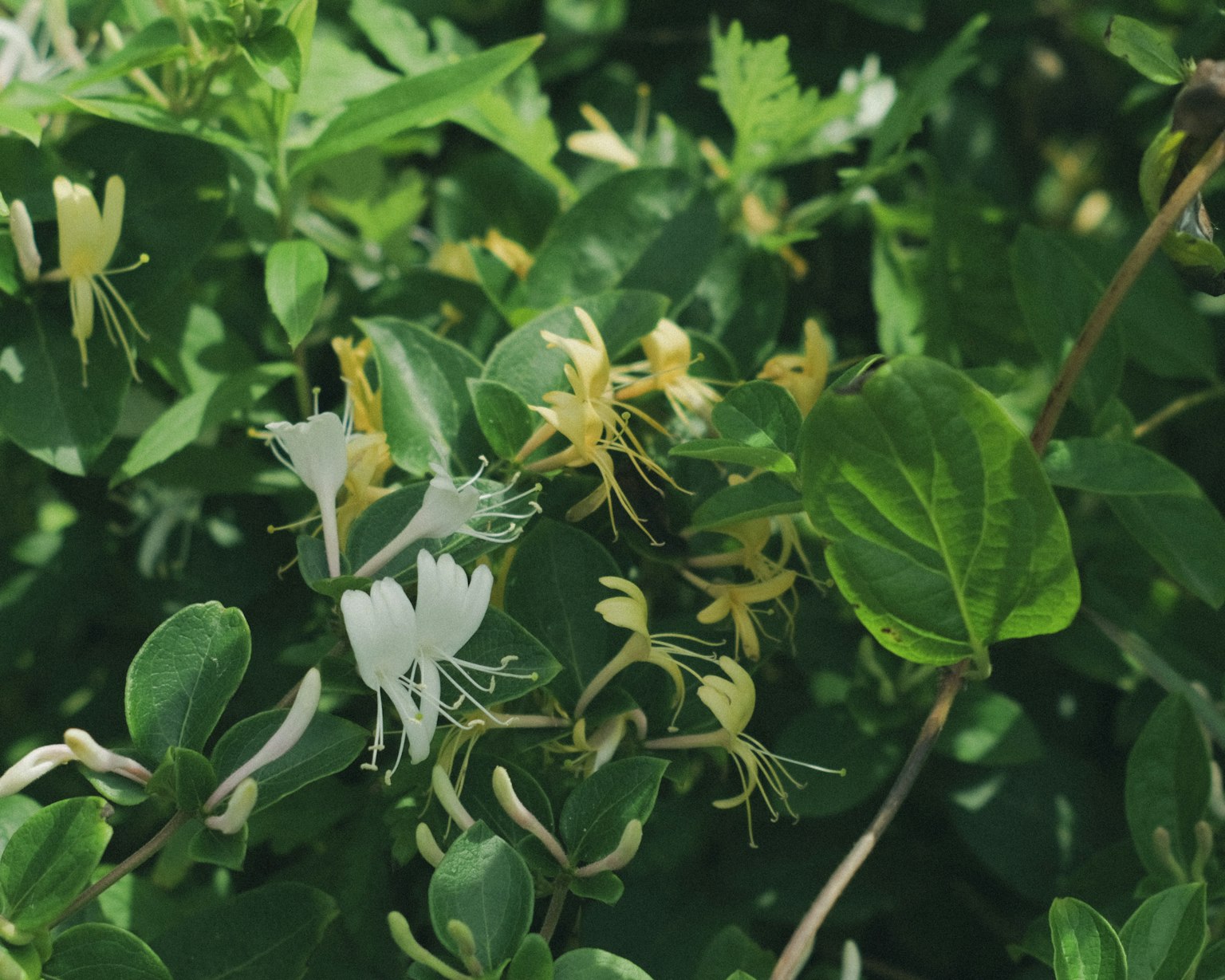 Plant with white and yellow flowers among green leaves